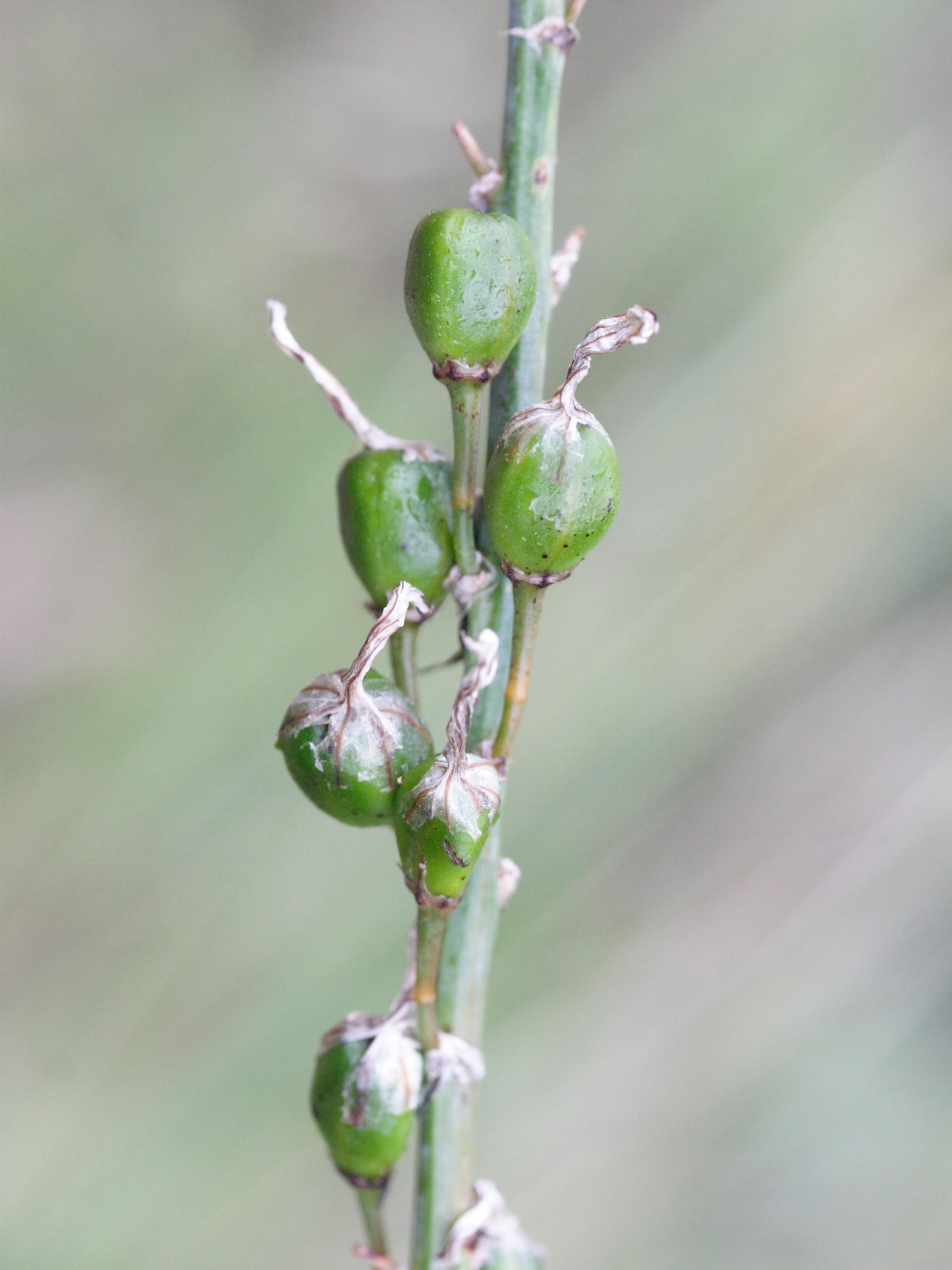 Afficher le média asphodelus_ramosus3md asphodelus_ramosus3md