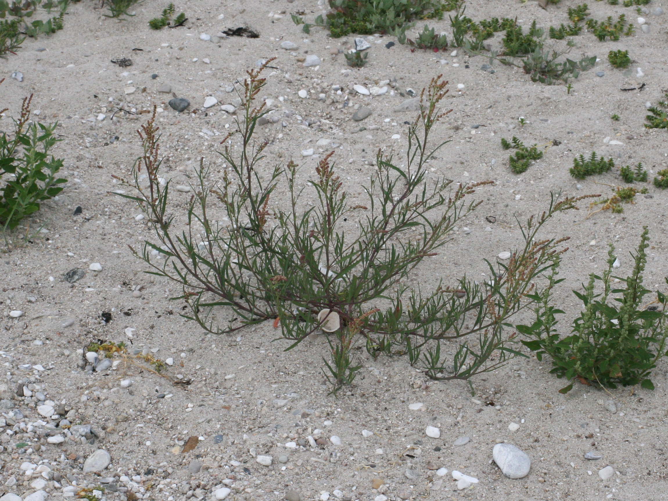 Afficher le média atriplex_patula1md atriplex_patula1md