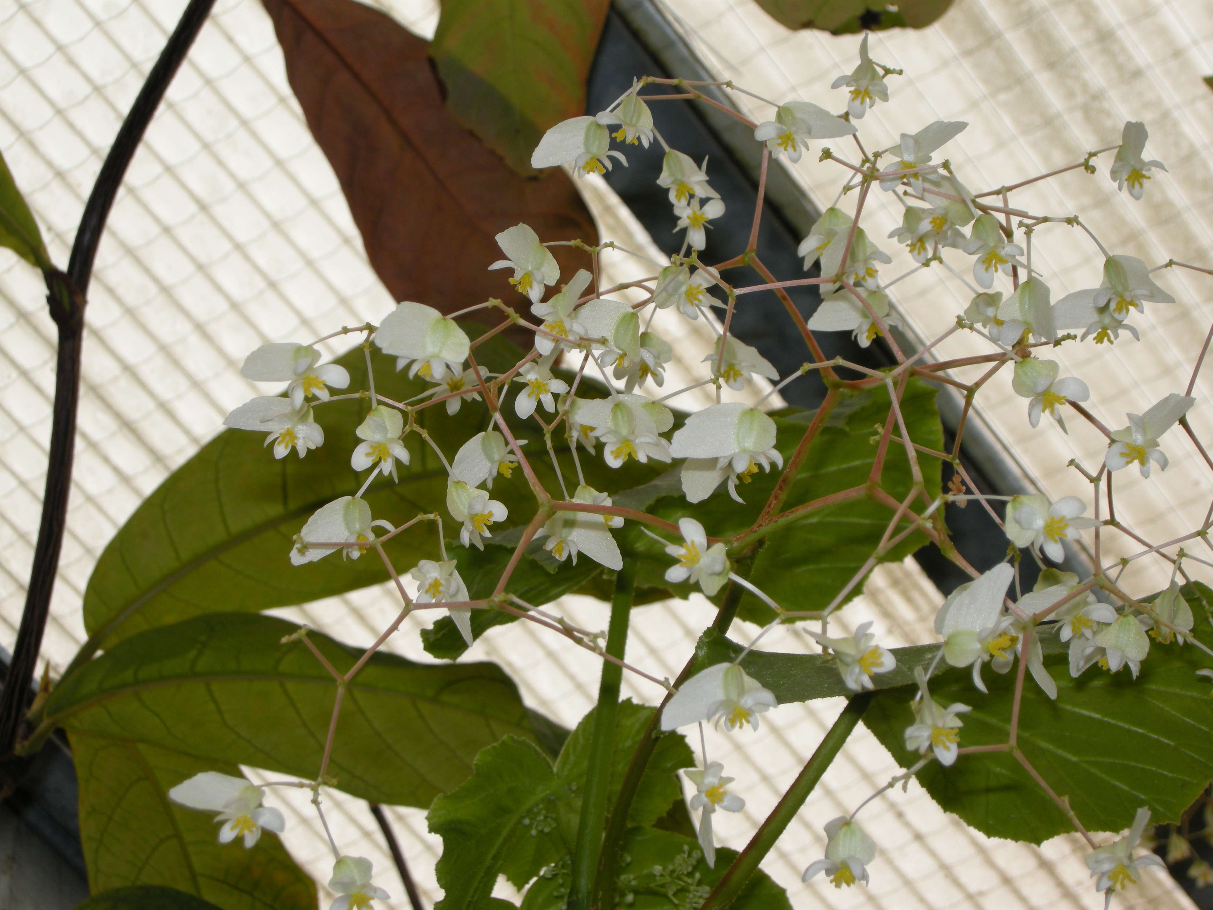begonia_alba2md