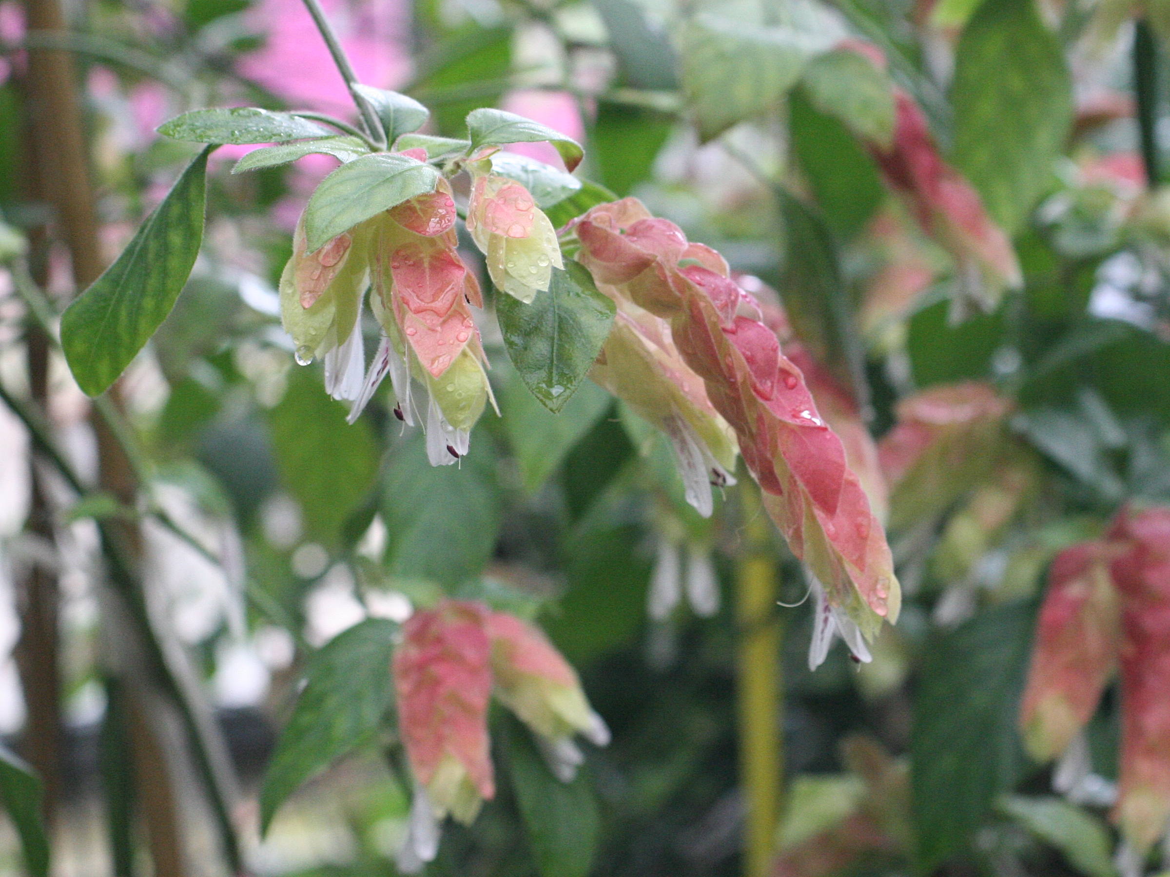 beloperone_guttata1md