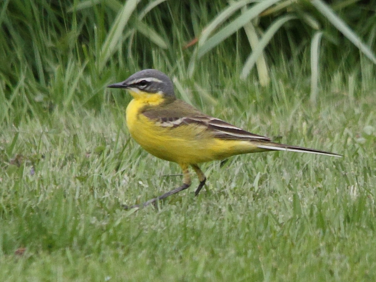 bergeronnette_printaniere_-_motacilla_flava_flava5md