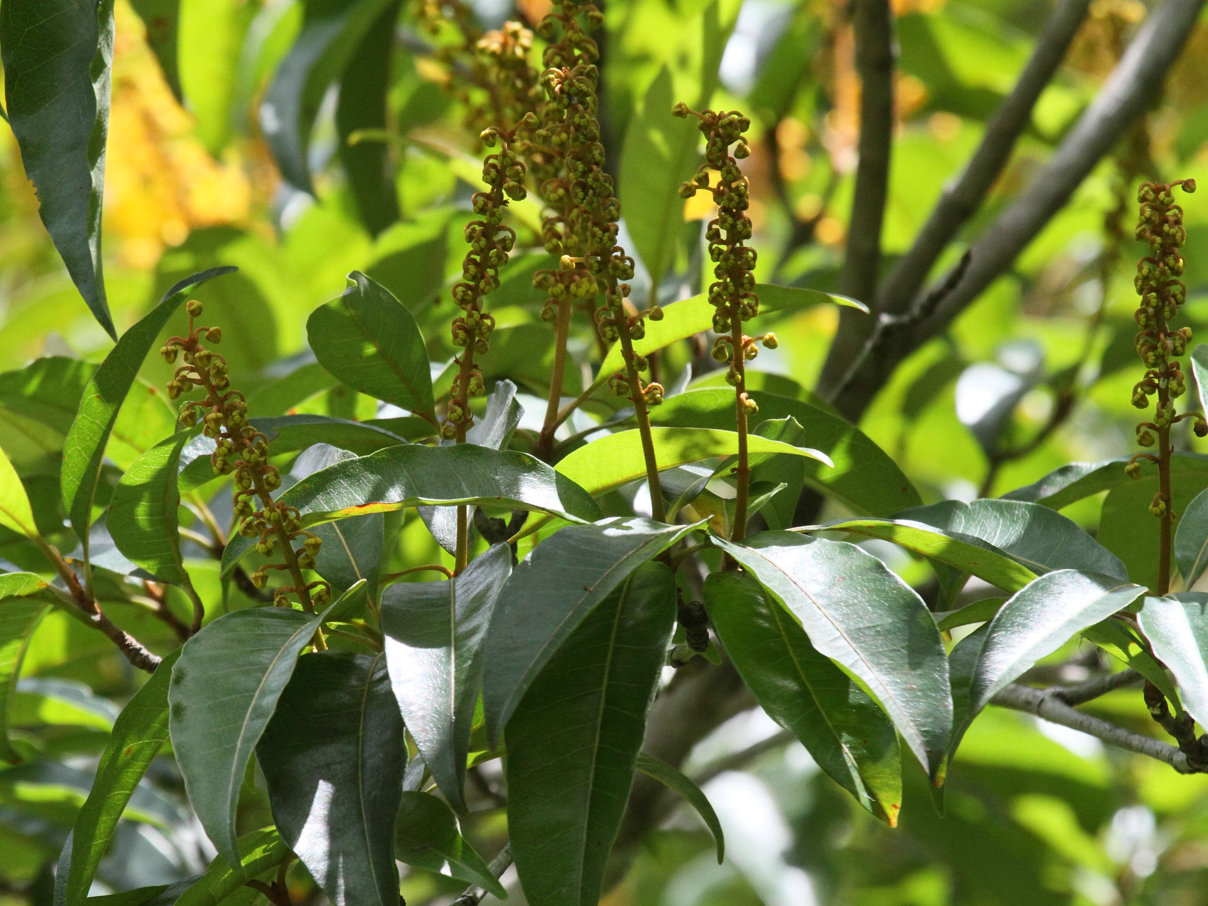 Afficher le média Bunchosia_polystachya Bunchosia_polystachya