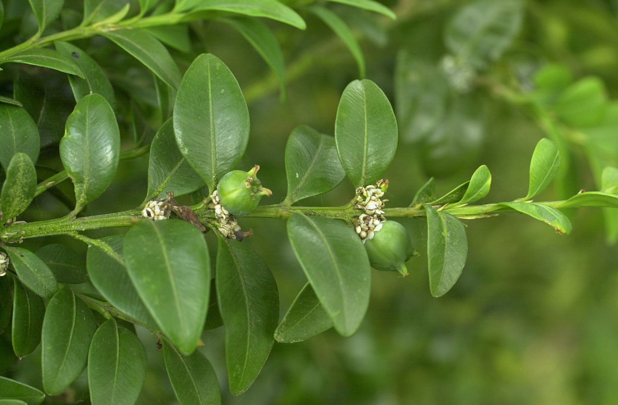 buxus_sempervirens5md