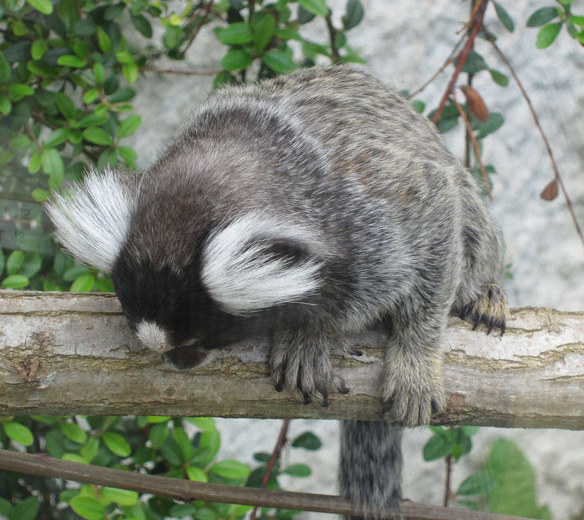 callithrix_jacchus3bd