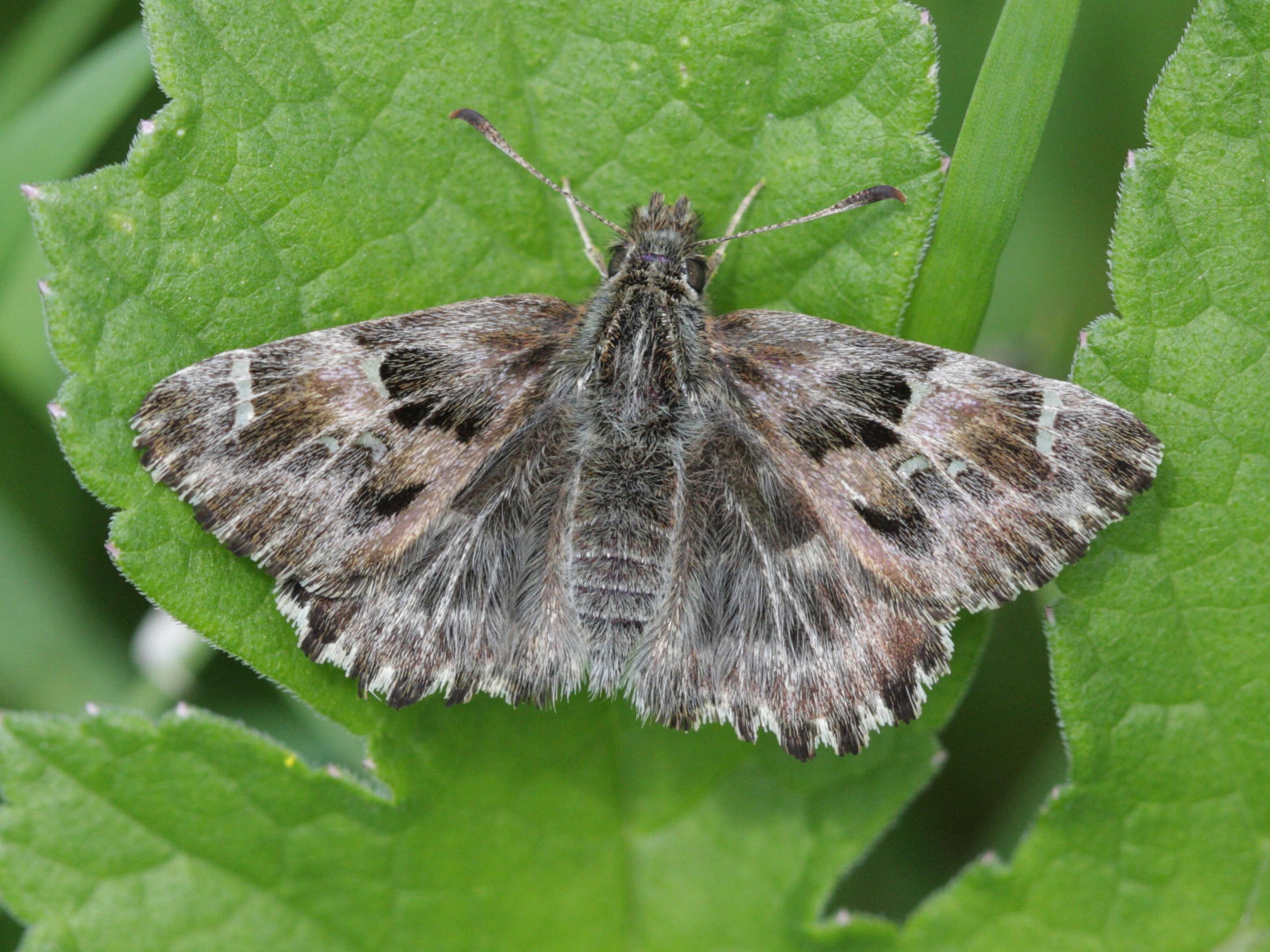 Afficher le média carcharodus_alceae3bd carcharodus_alceae3bd