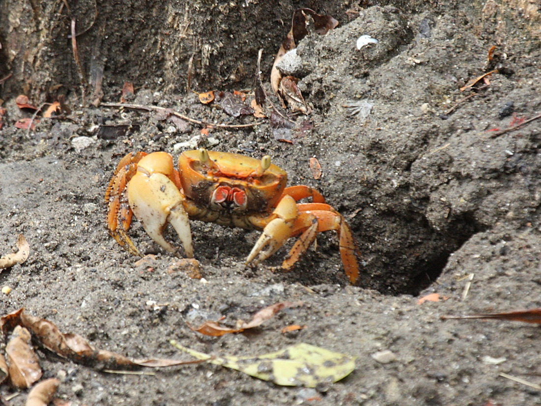 cardisoma_guanhumi6bd