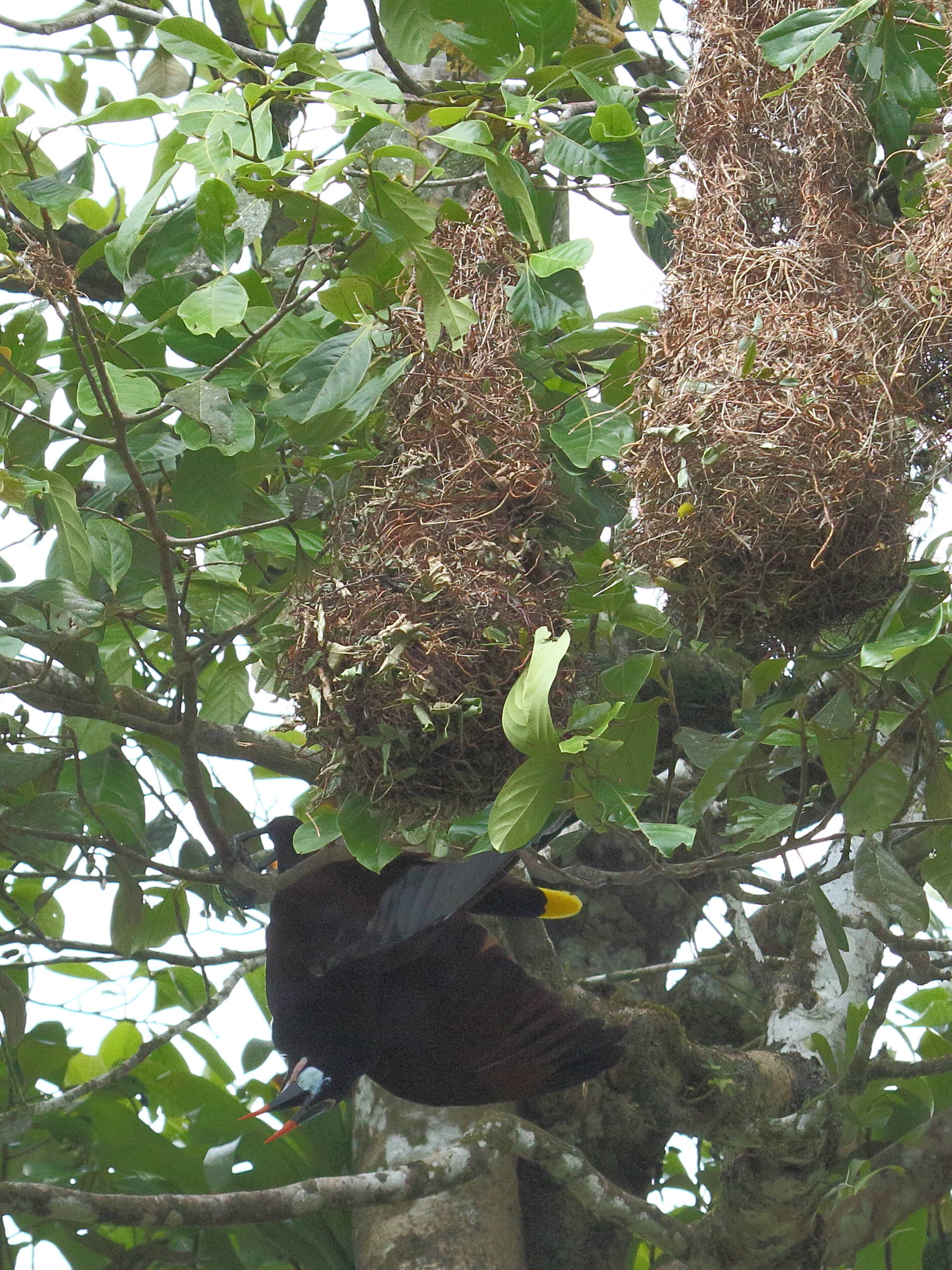 cassique_de_montezuma_-_psarocolius_montezuma3bd