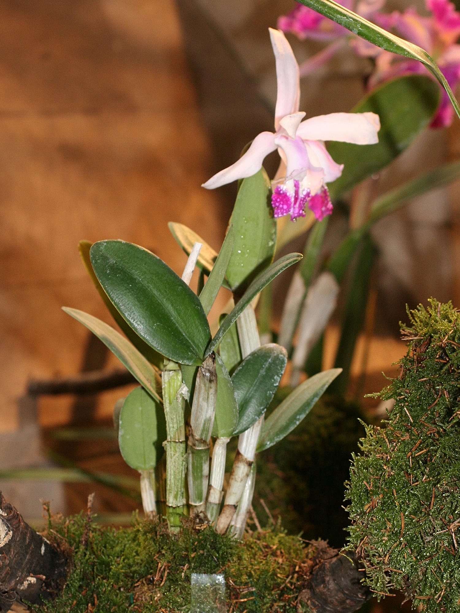 Afficher le média cattleya_intermedia1md cattleya_intermedia1md