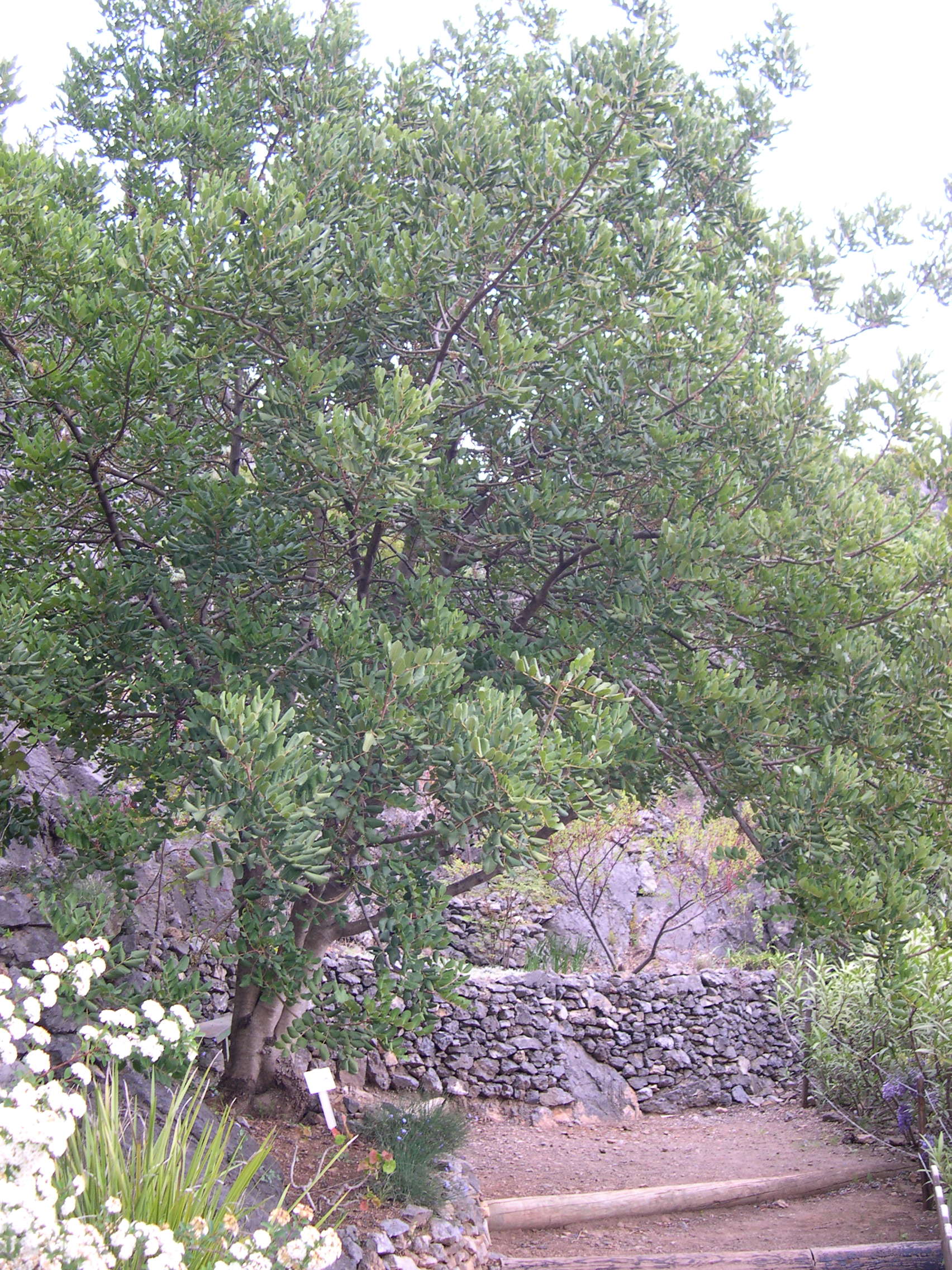 ceratonia_siliqua4md