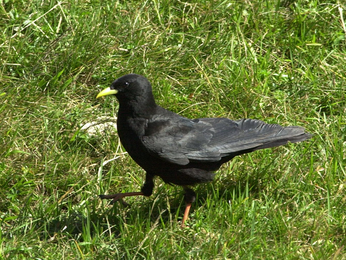 chocard_a_bec_jaune_-_pyrrhocorax_graculus1md