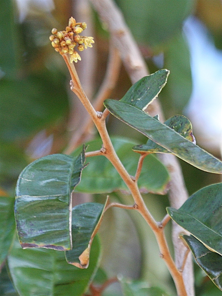 chrysophyllum_cainito8bd