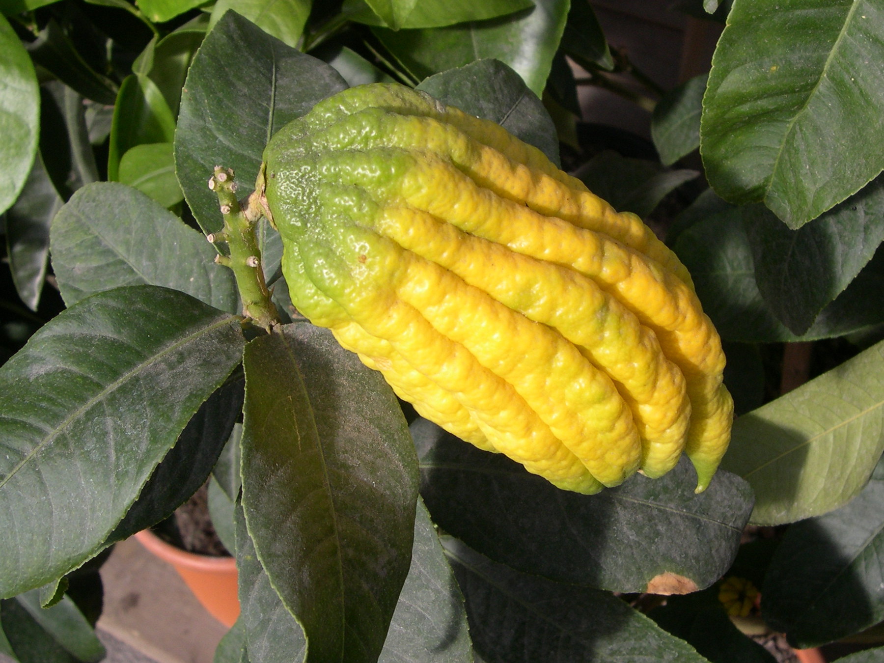 Afficher le média citrus_medica_sarcodactylis2md citrus_medica_sarcodactylis2md