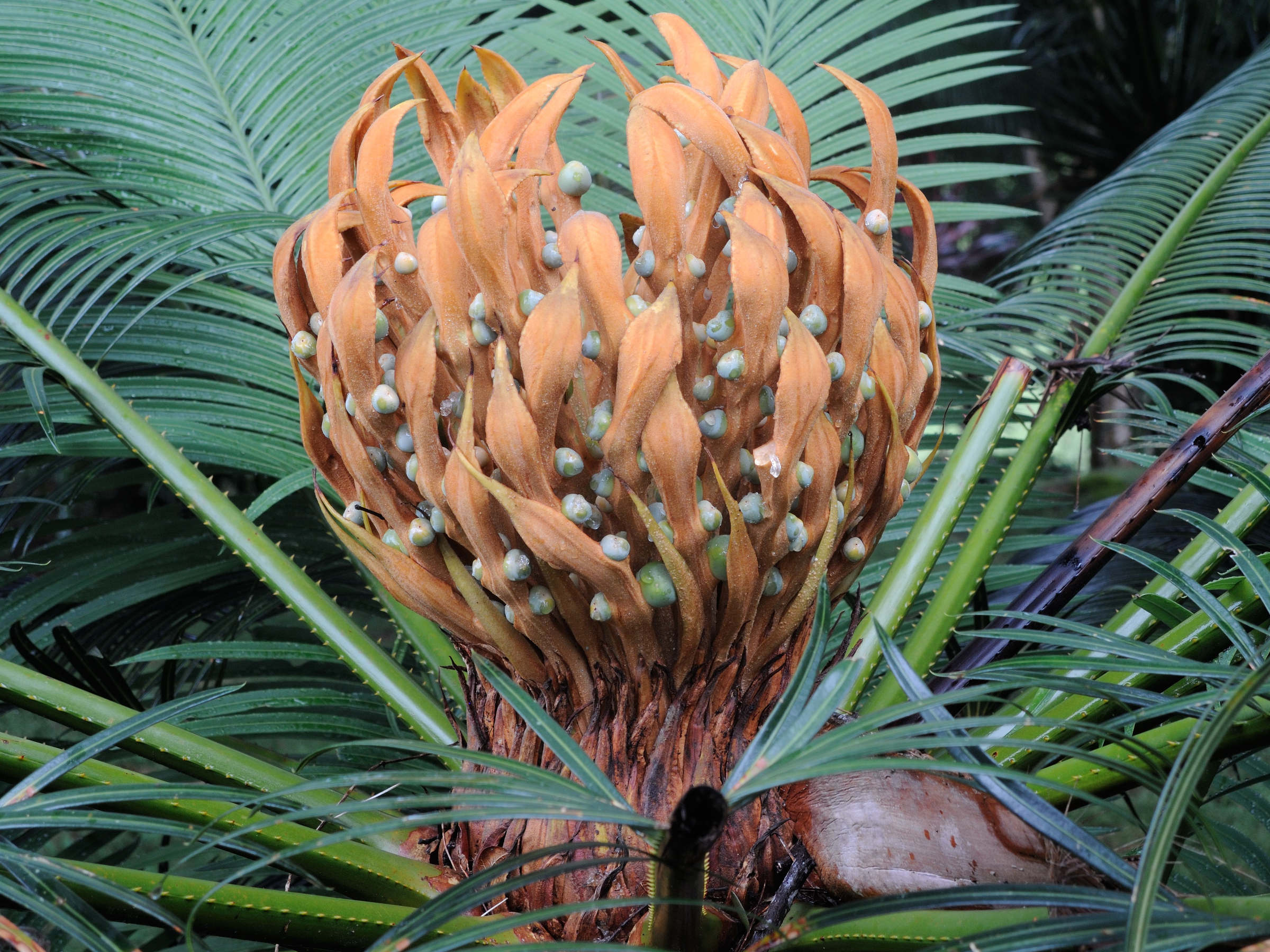 cycas_thouarsii7md