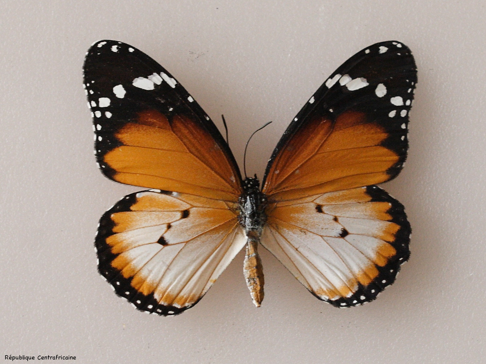 danaus_chrysippus1md