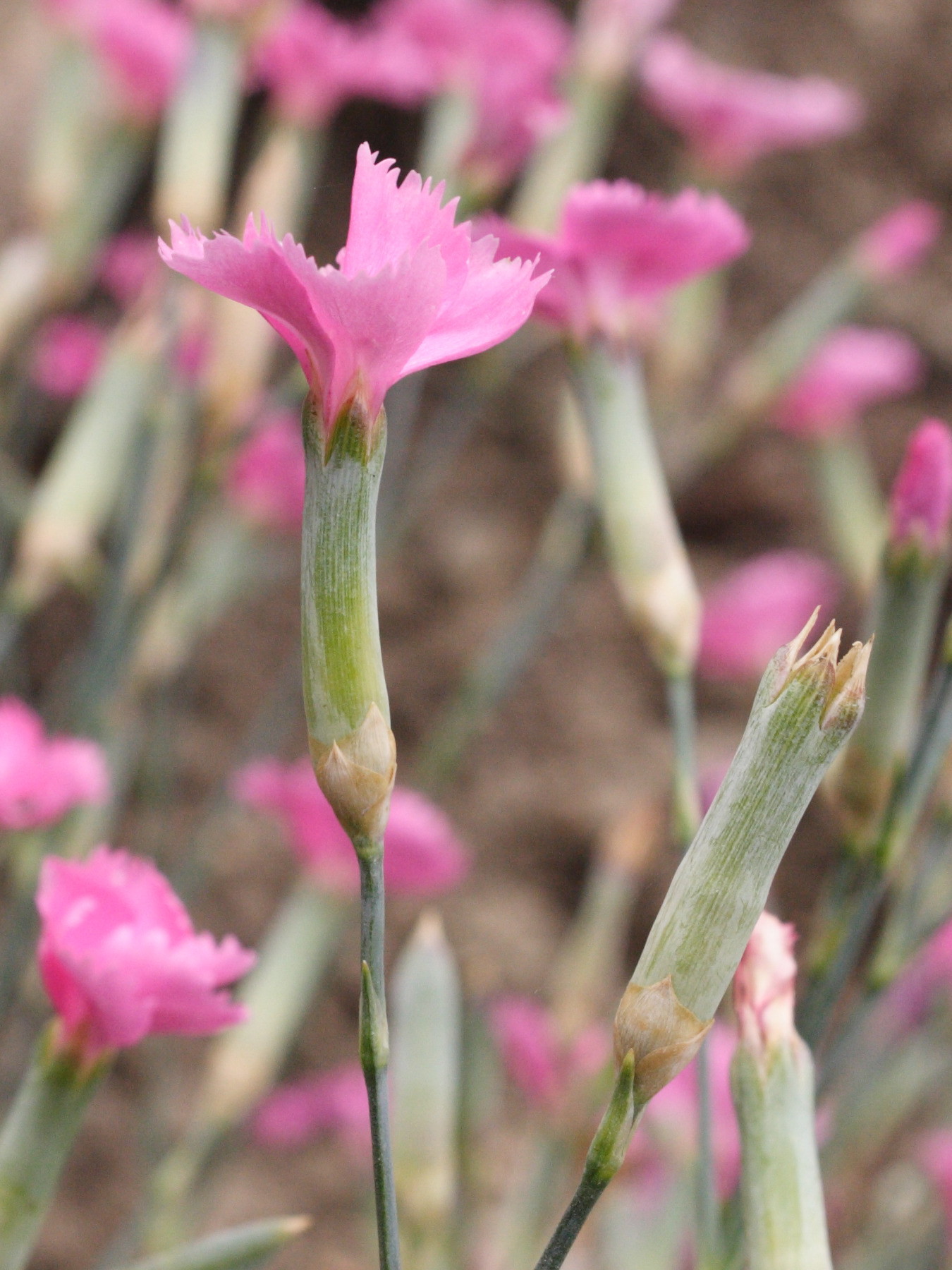 dianthus_caryophyllus2md