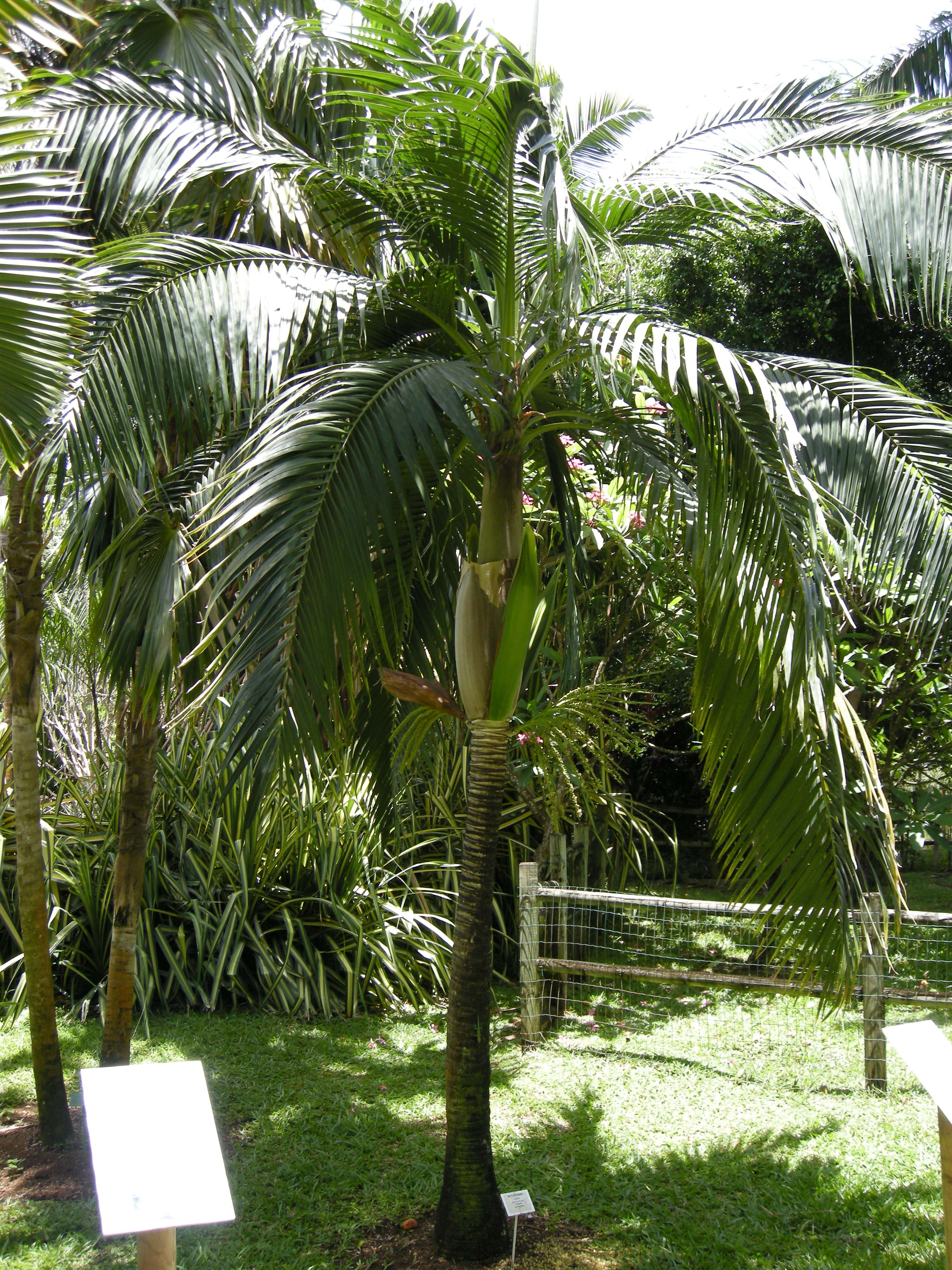 dictyosperma_album1md