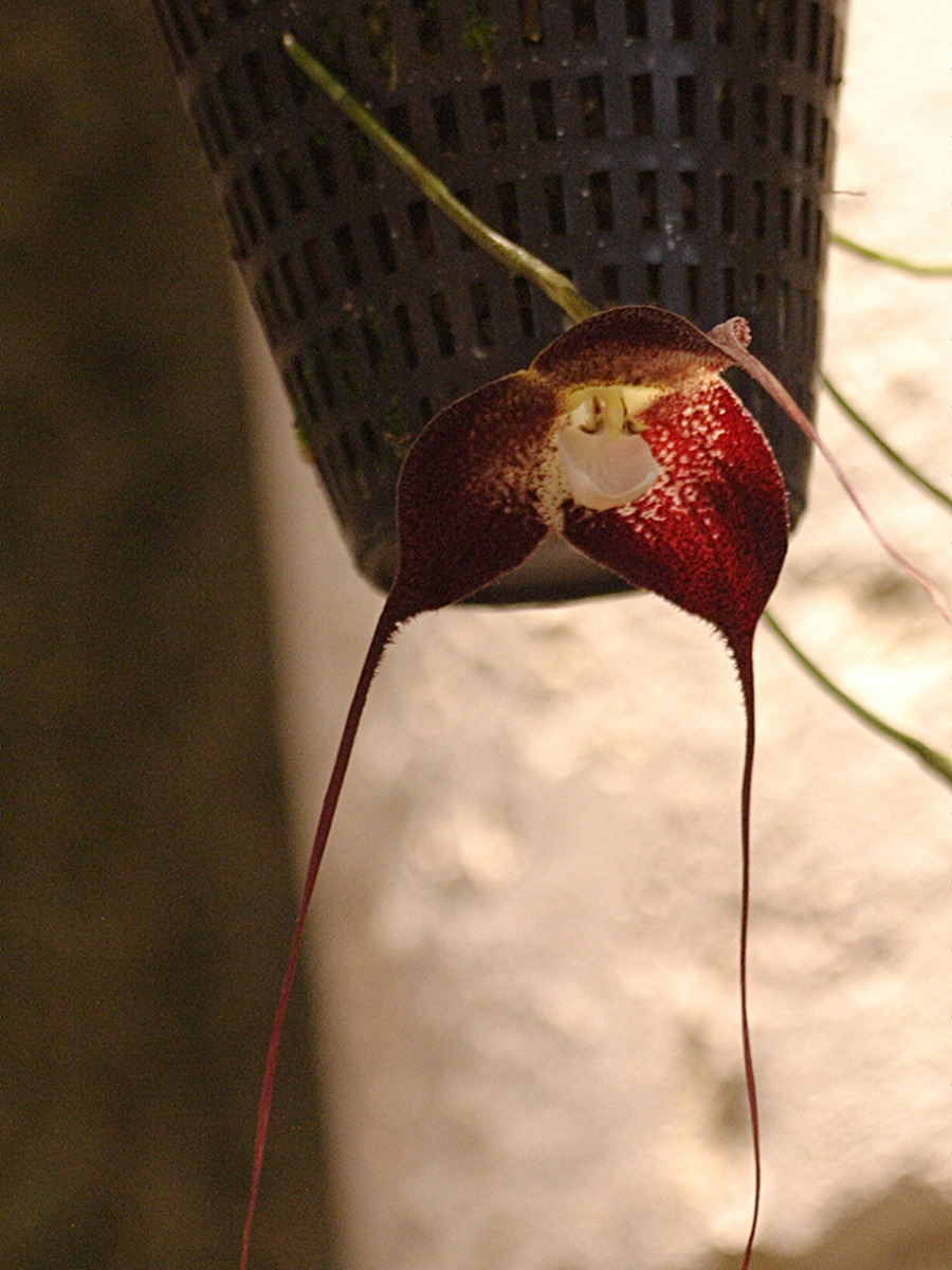 dracula_polyphemus2bd