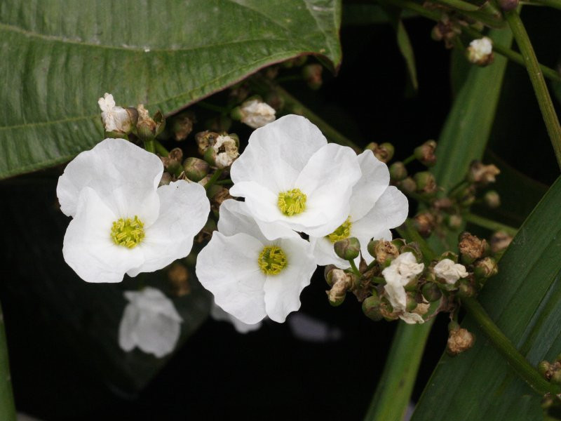 echinodorus_cordifolius2md