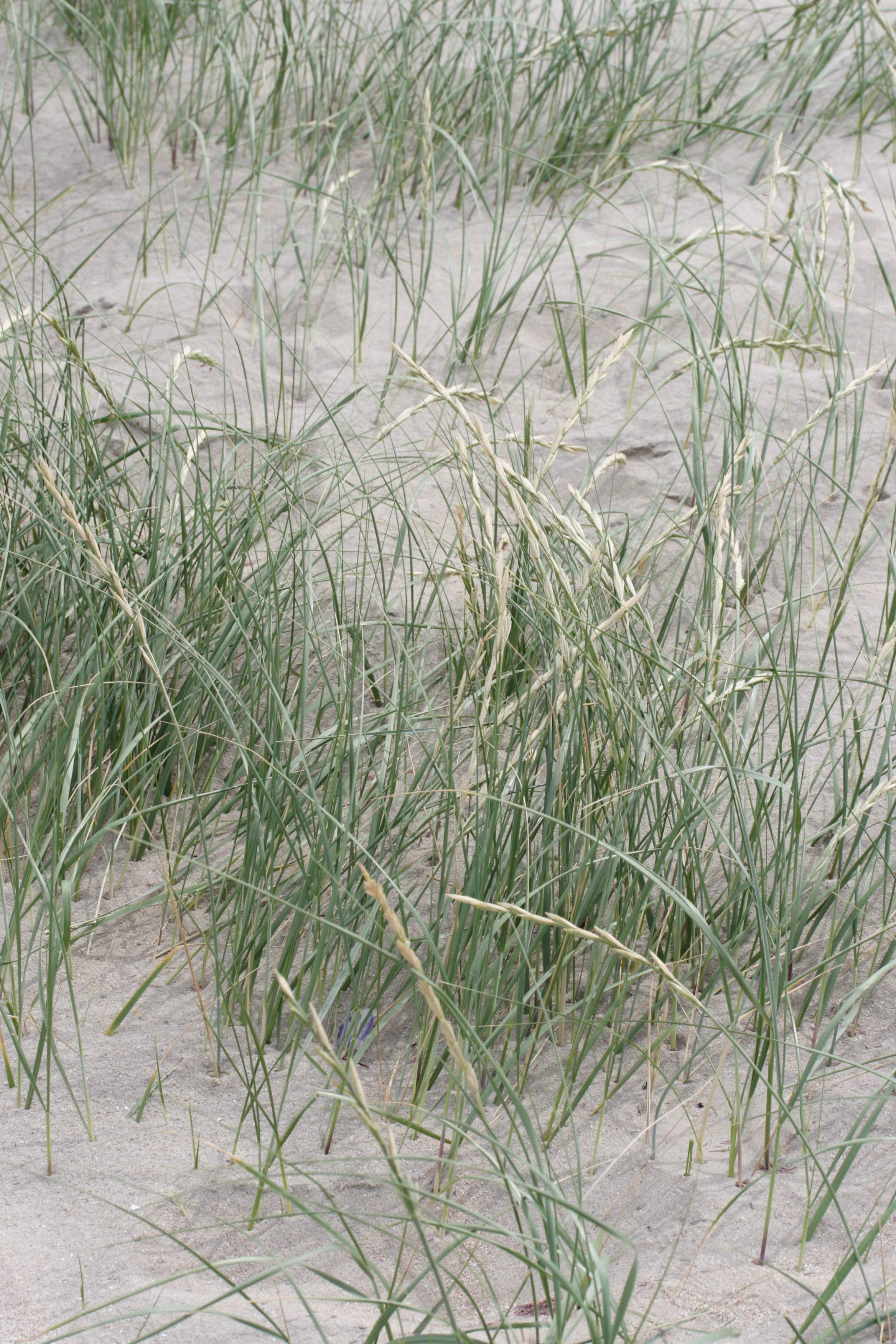 elytrigia_juncea_boreali-atlantica3md