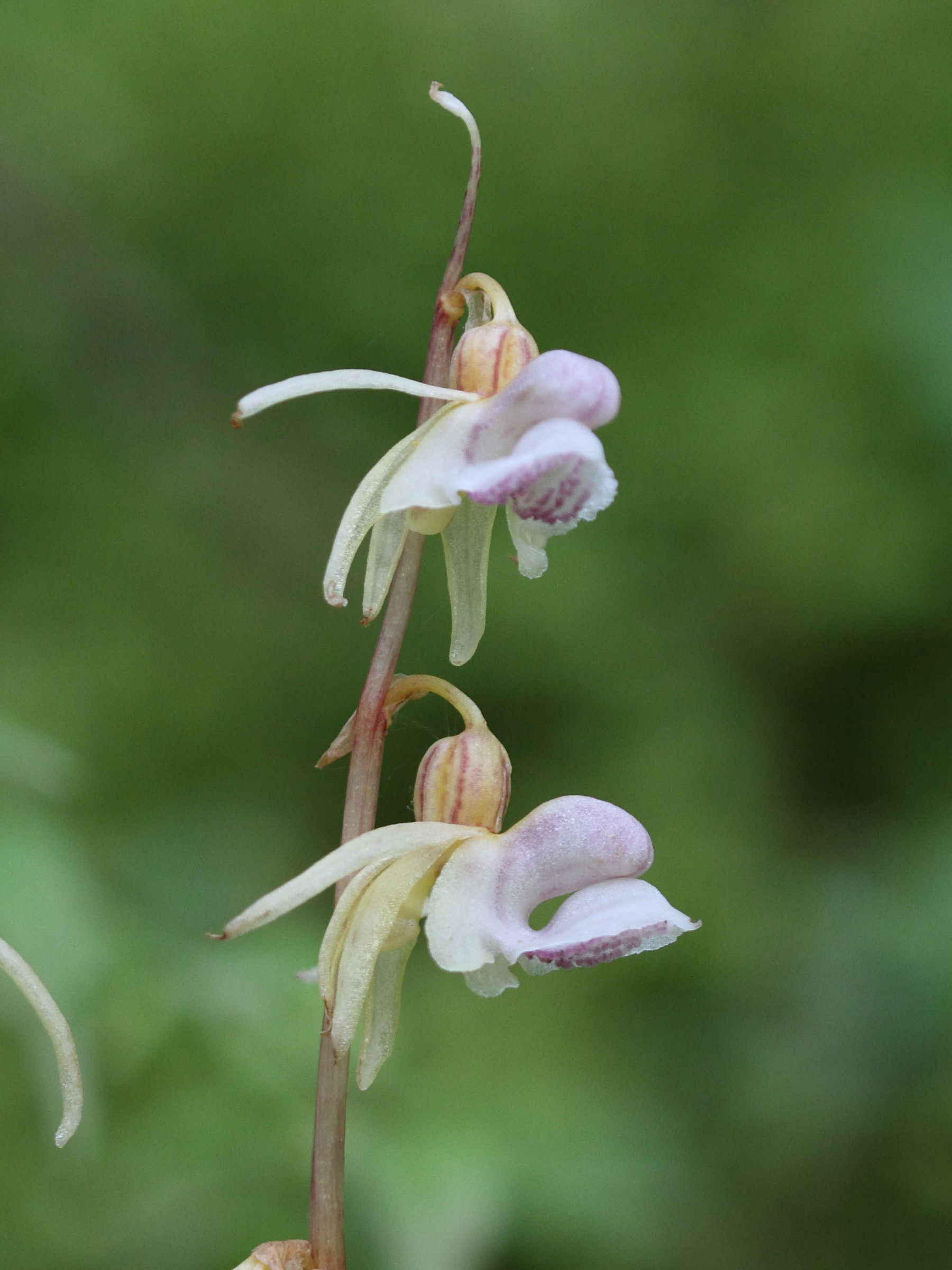 epipogium_aphyllum1bd