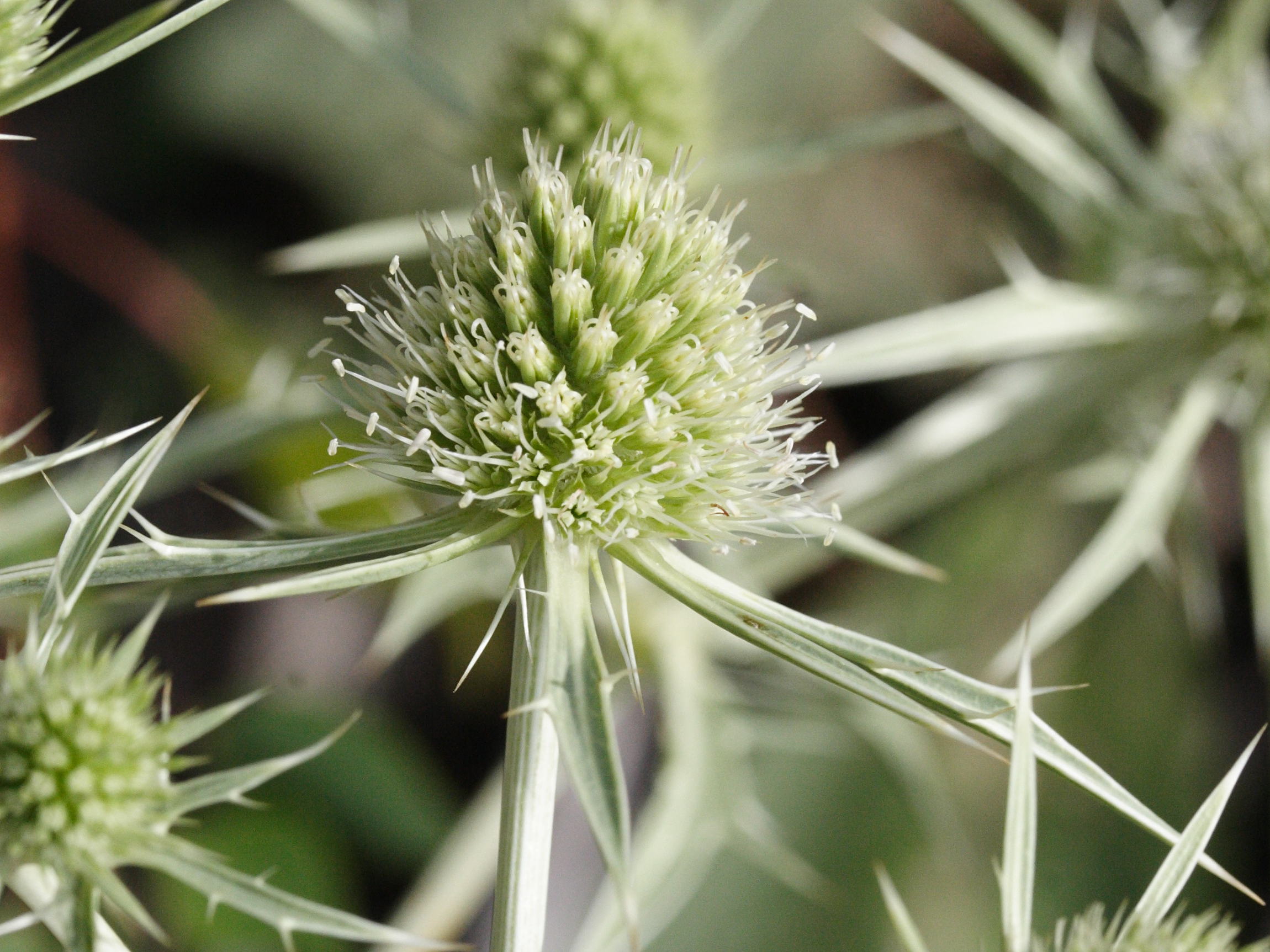 Afficher le média eryngium_campestre5md eryngium_campestre5md