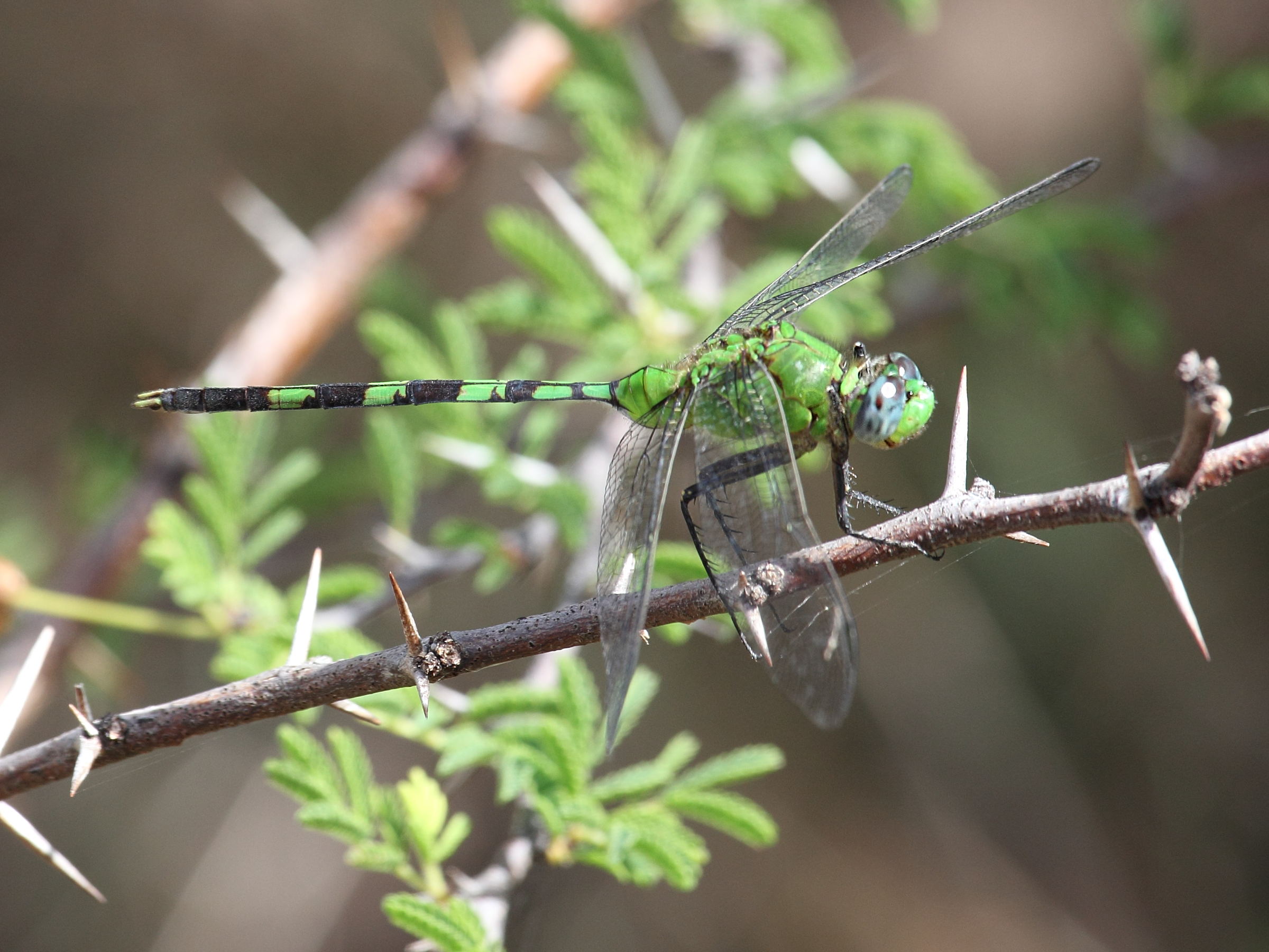 erythemis_vesiculosa4sd