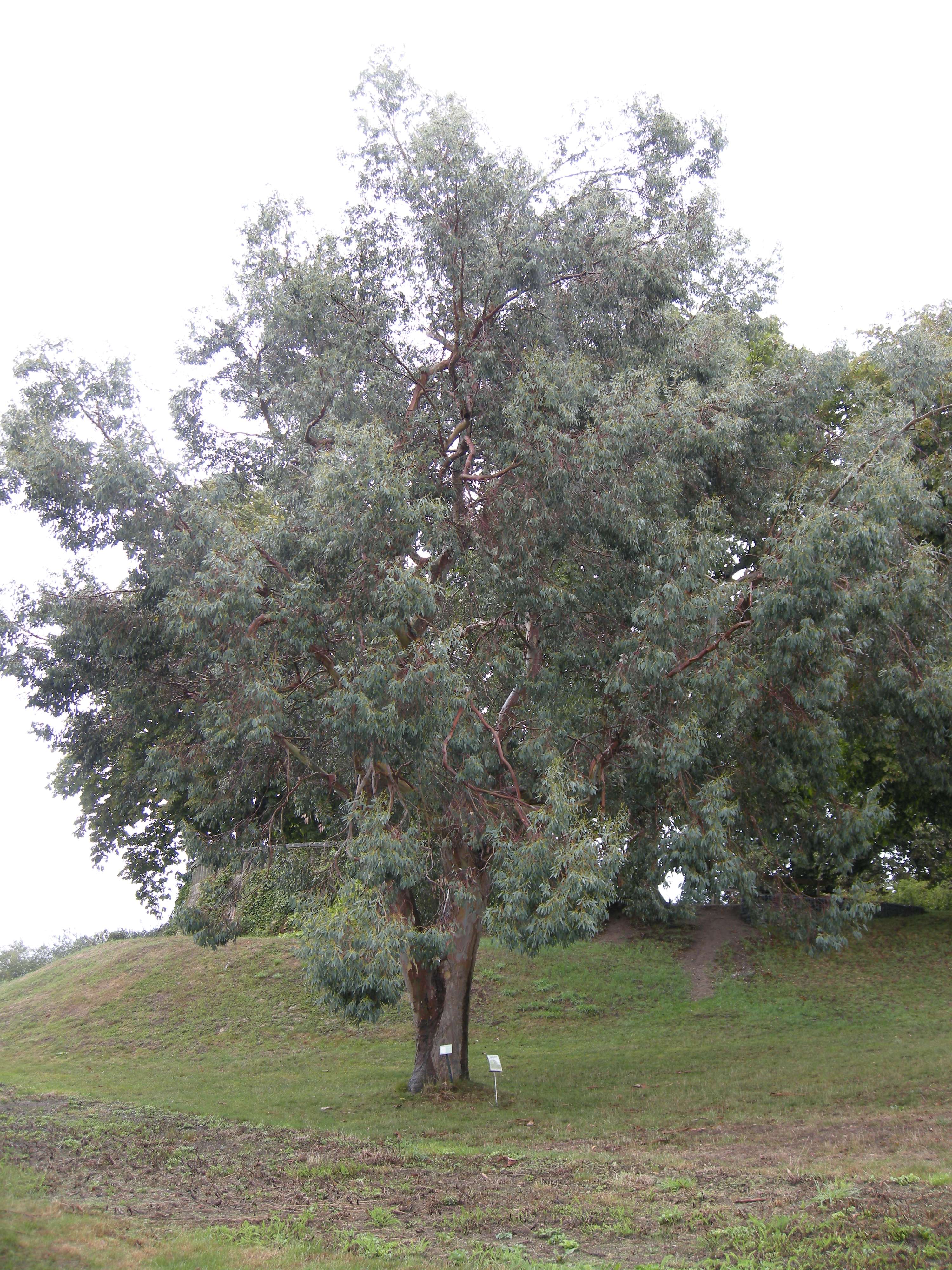 eucalyptus_urnigera1md