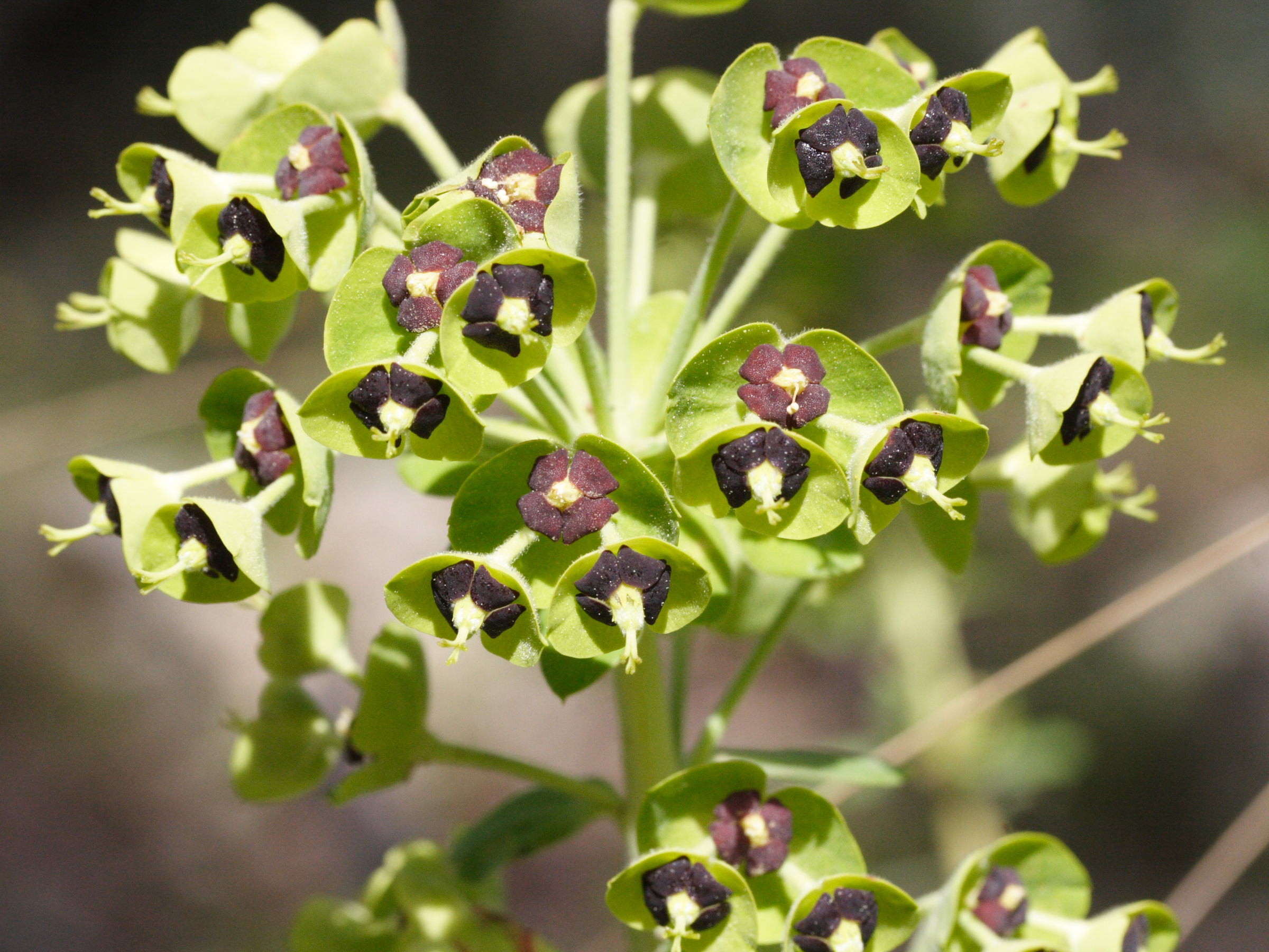 Afficher le média euphorbia_characias4md euphorbia_characias4md