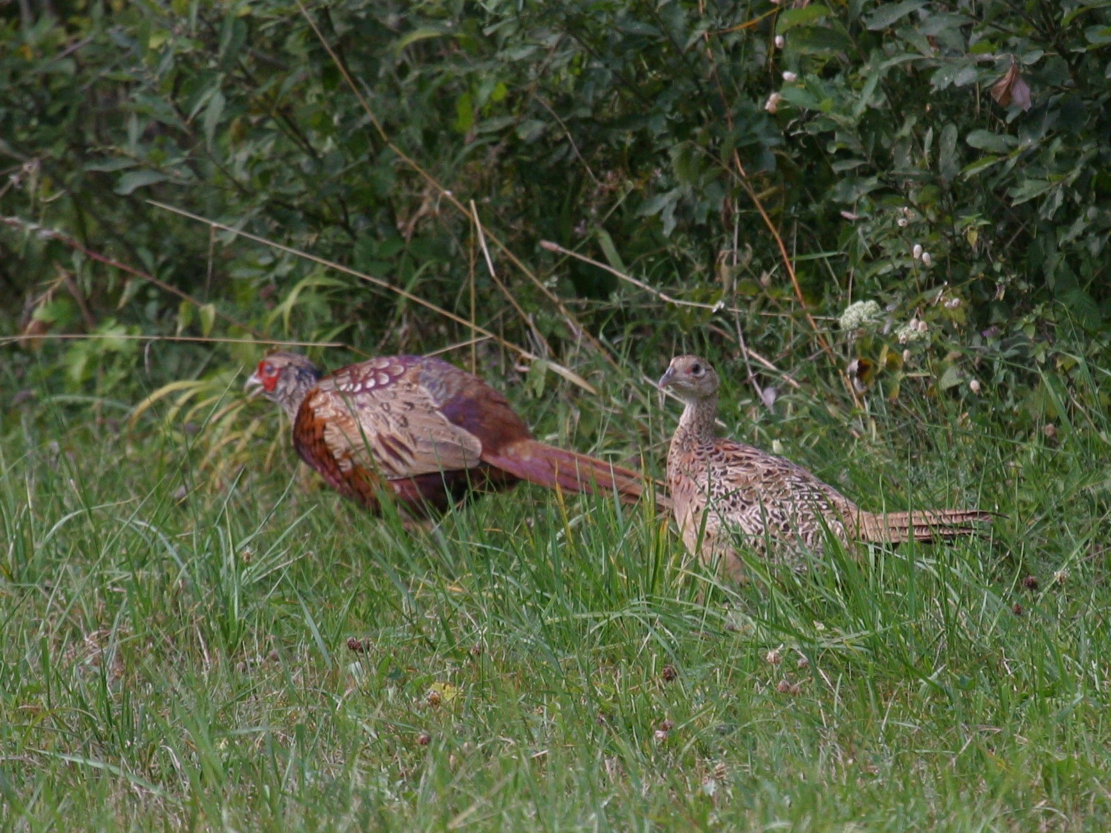 faisan_de_colchide_-_phasianus_colchicus4bd