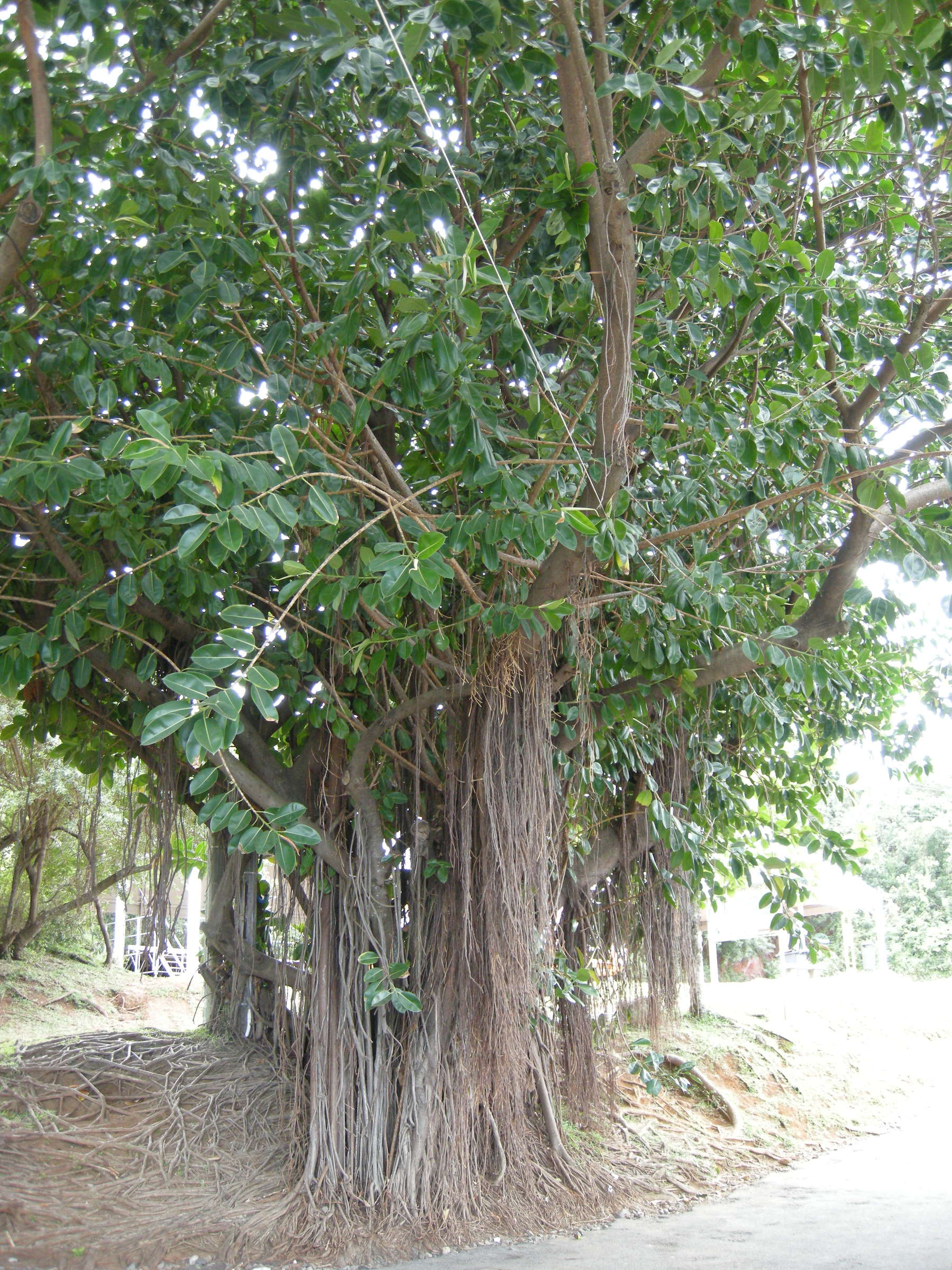 ficus_benghalensis1md