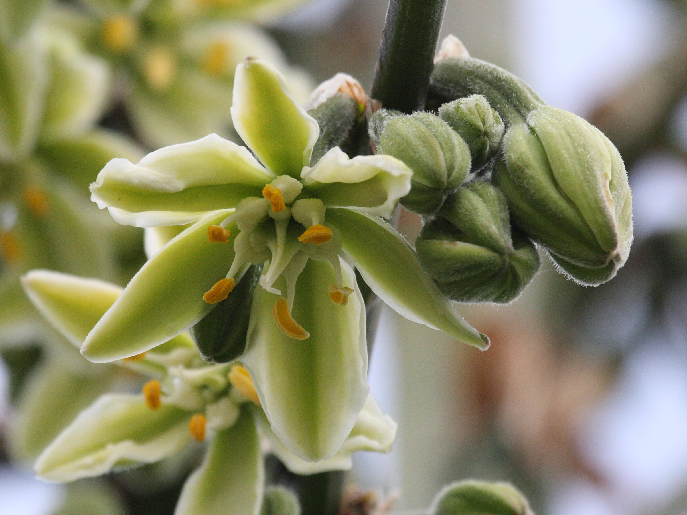 furcraea_longaeva1bd