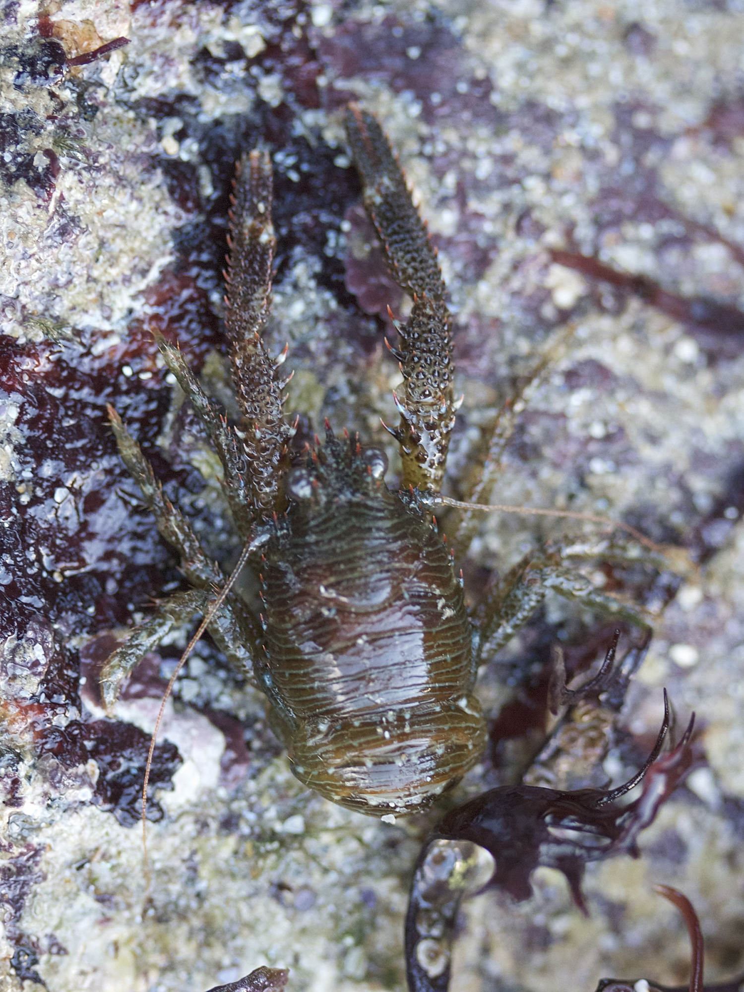 galathea_squamifera1amd