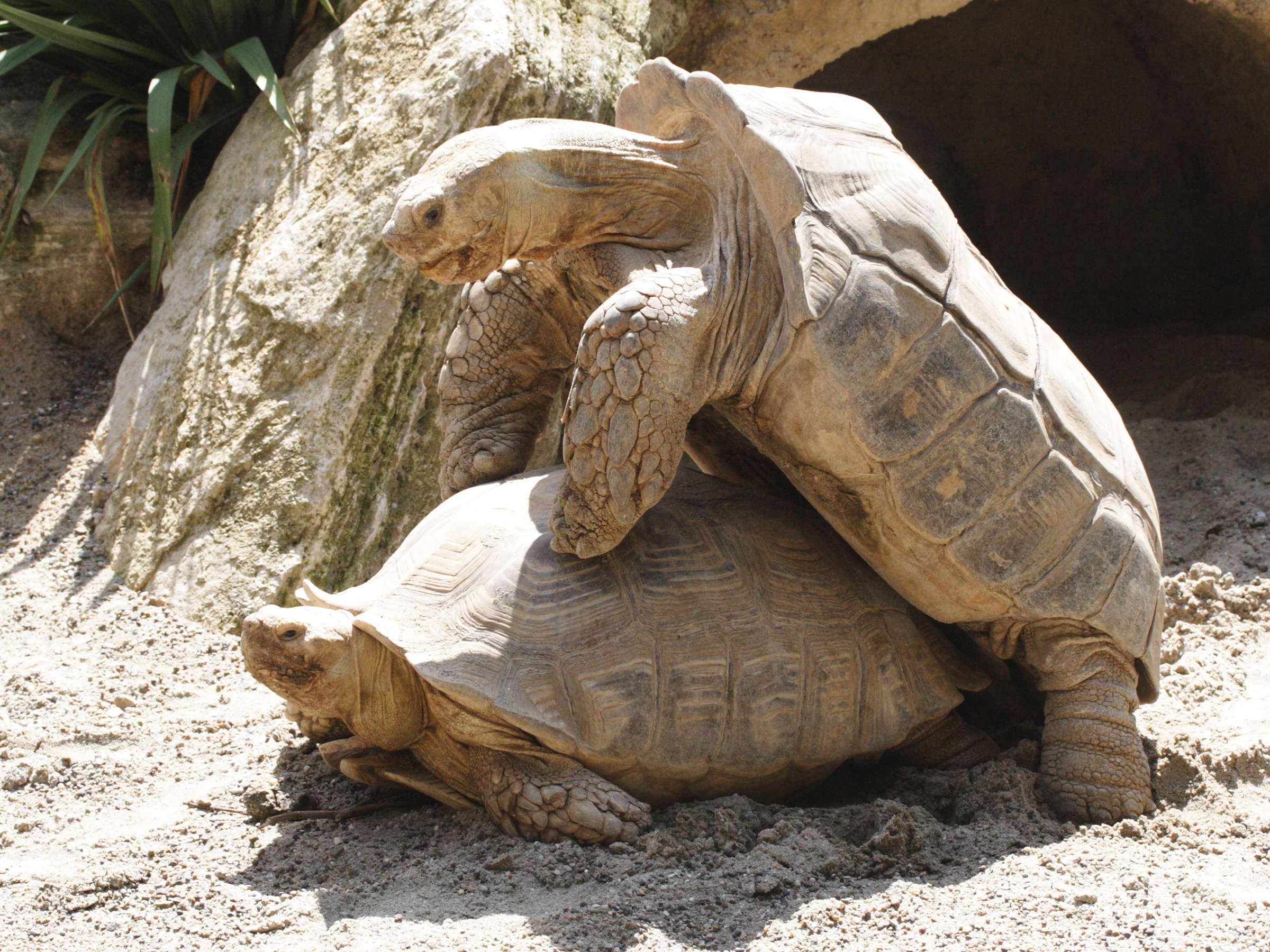 Afficher le média geochelone_sulcata4md geochelone_sulcata4md