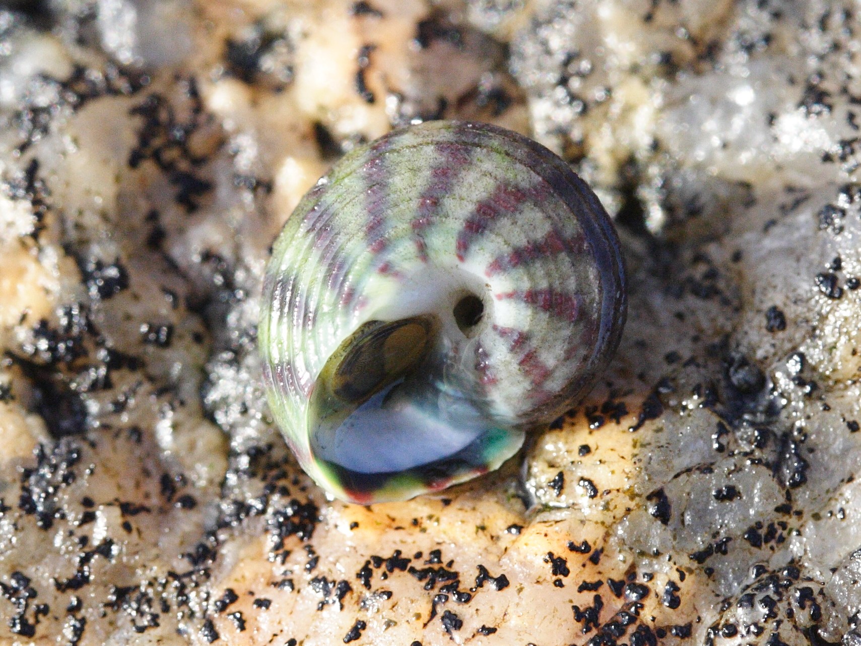 gibbula_umbilicalis2md