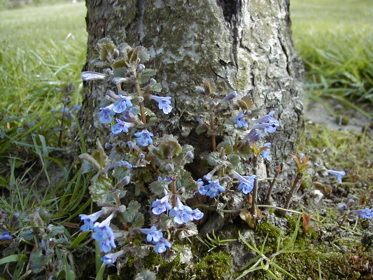 Afficher le média glechoma_hederacea1md glechoma_hederacea1md