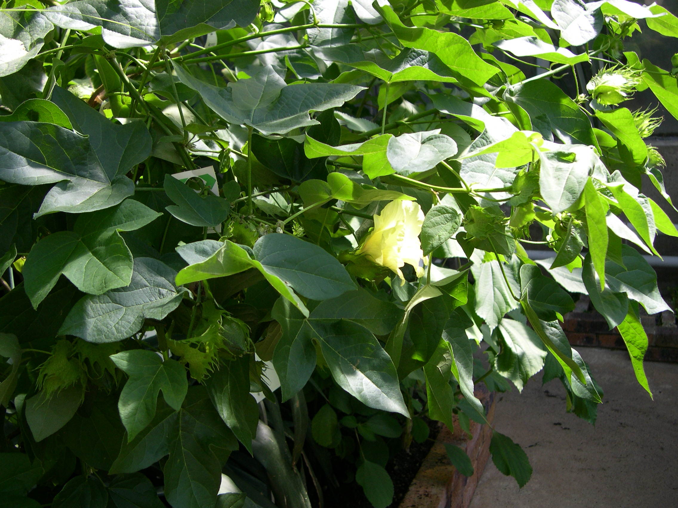 gossypium_arboreum1md