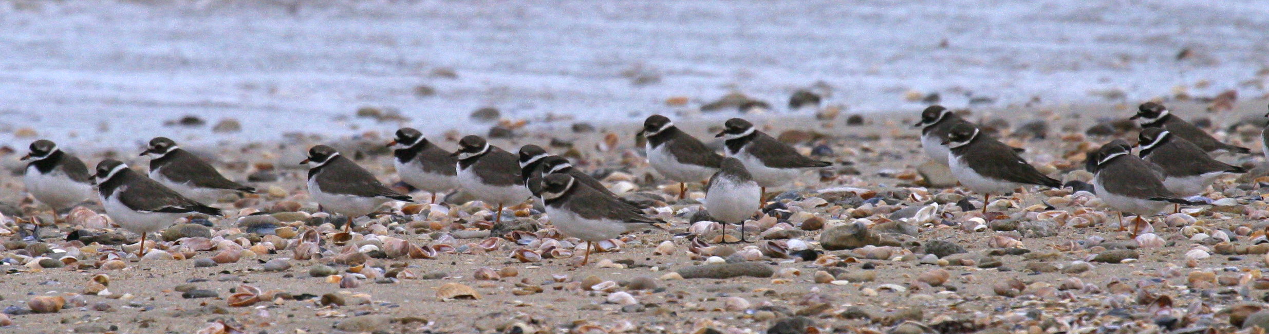 grand_gravelot_-_charadrius_hiaticula2bd