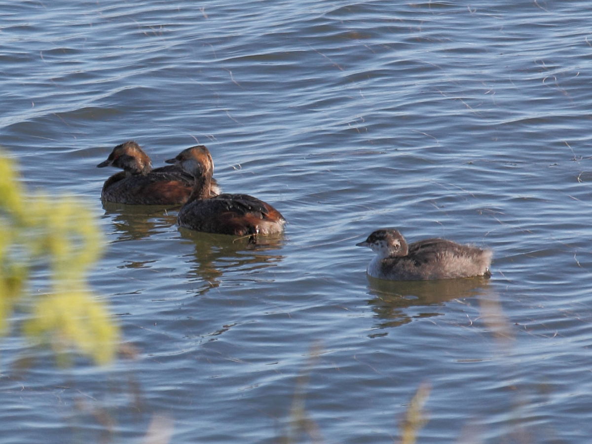 grebe_esclavon_-_podiceps_auritus2sd