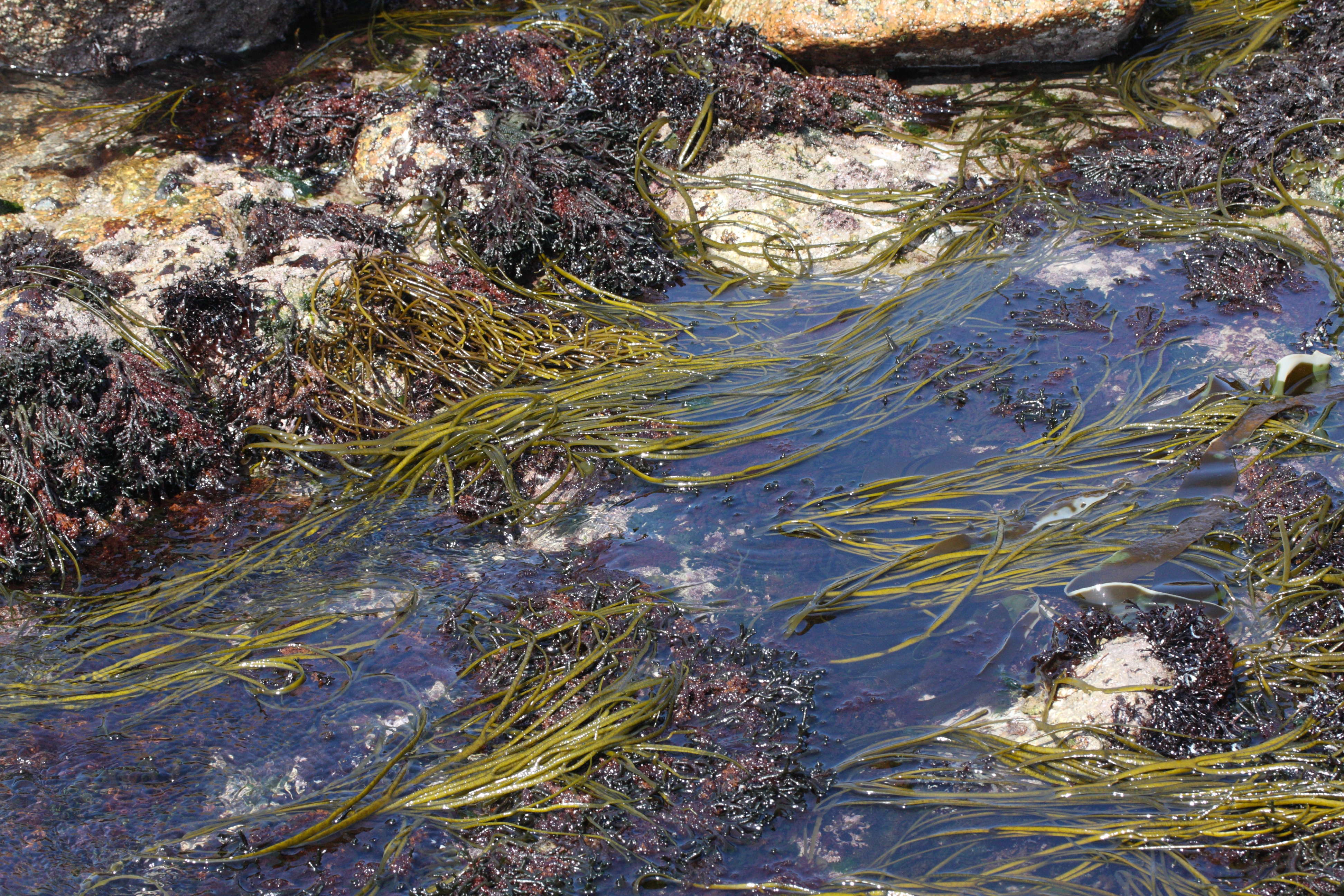 Afficher le média himanthalia_elongata5md himanthalia_elongata5md