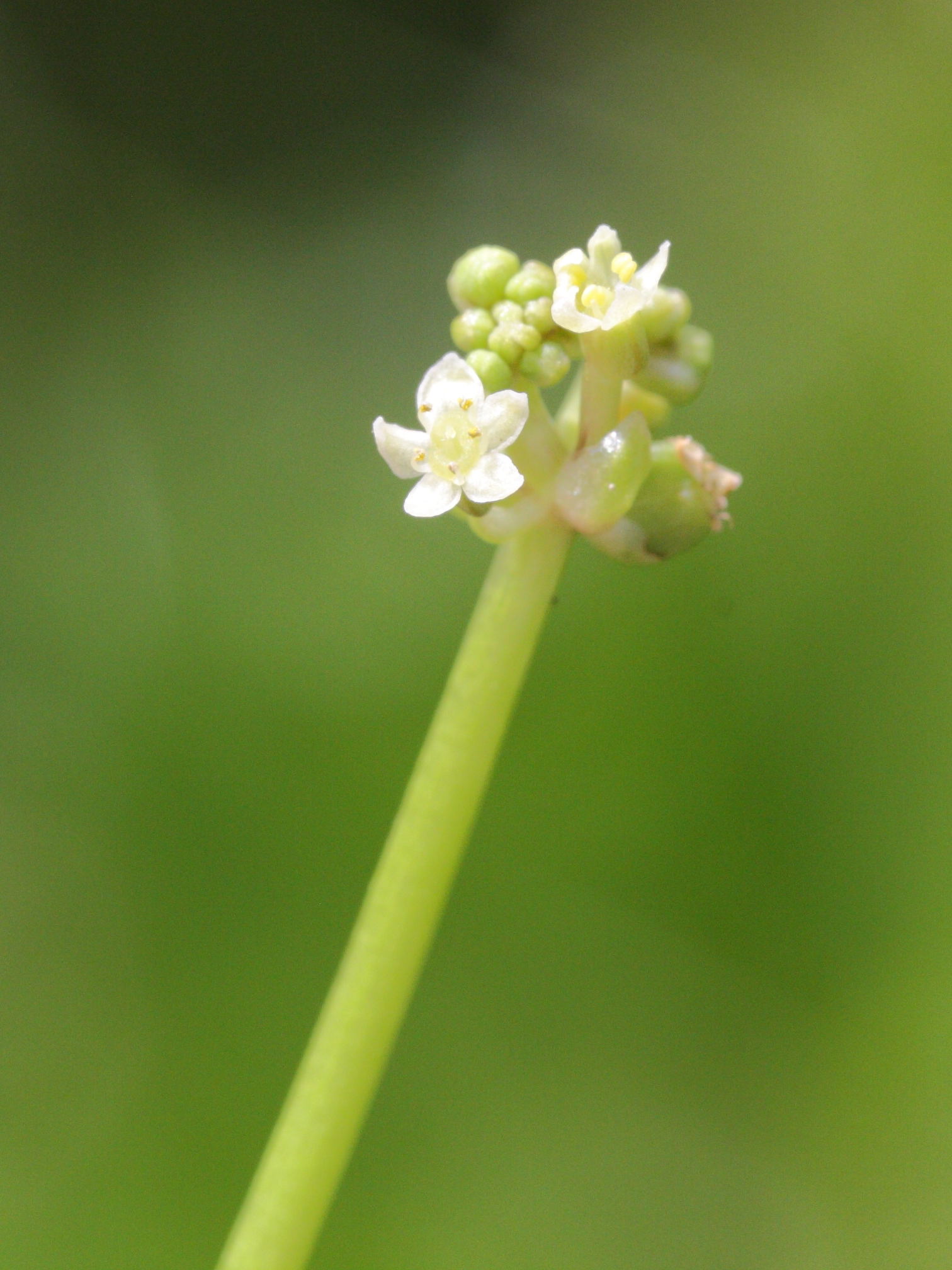 hydrocotyle_bonariensis3md