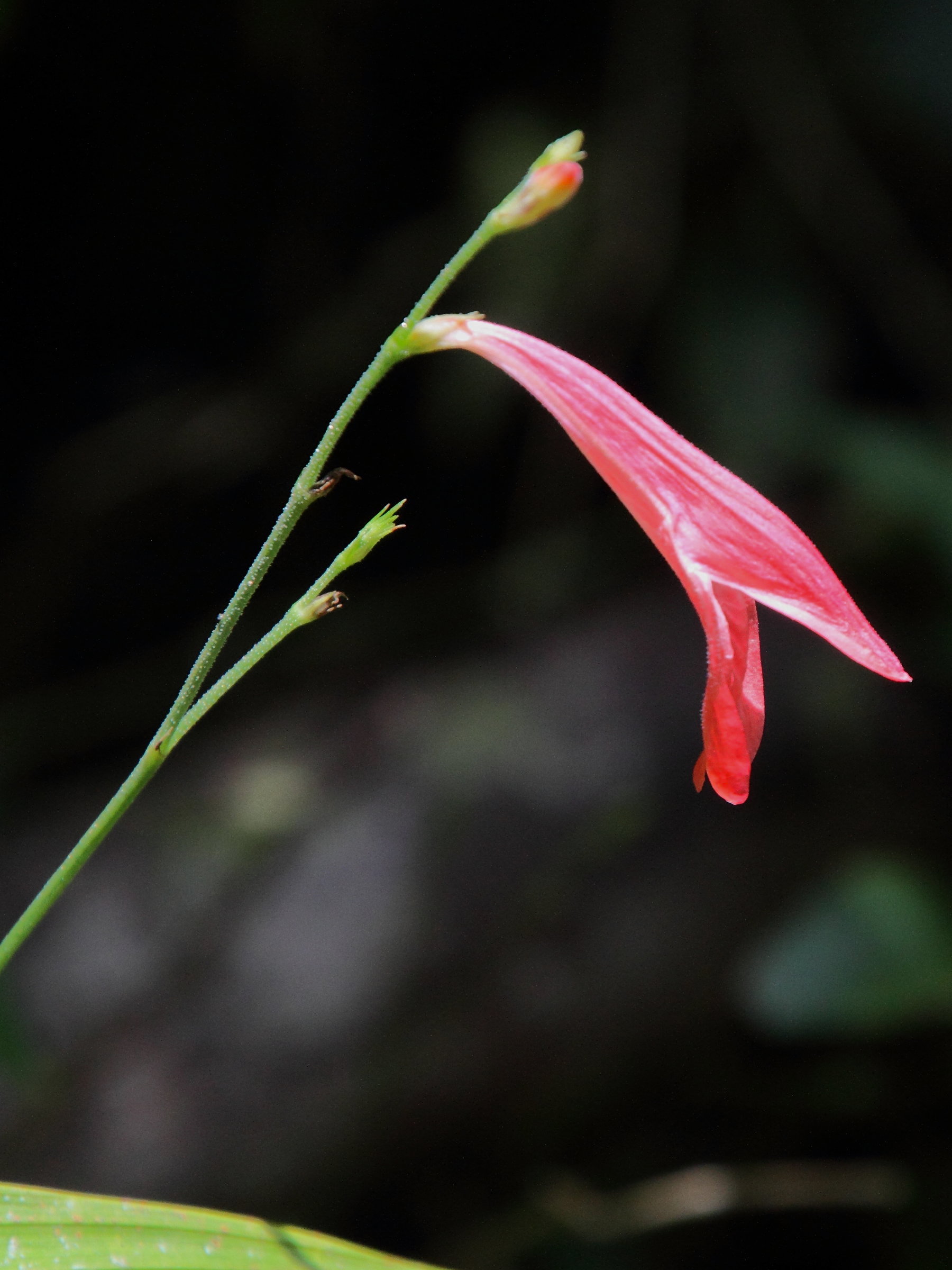 justicia_oerstedii2md