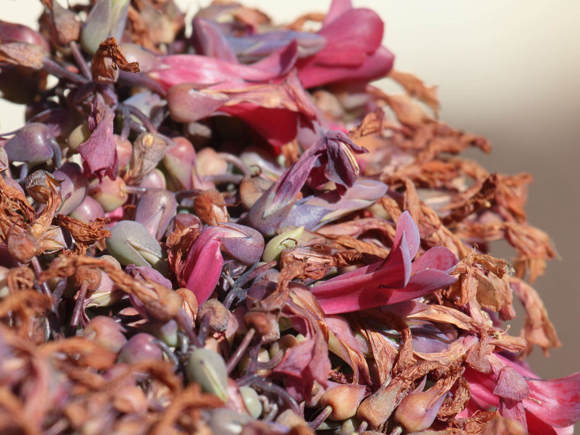 kalanchoe_daigremontiana4bd