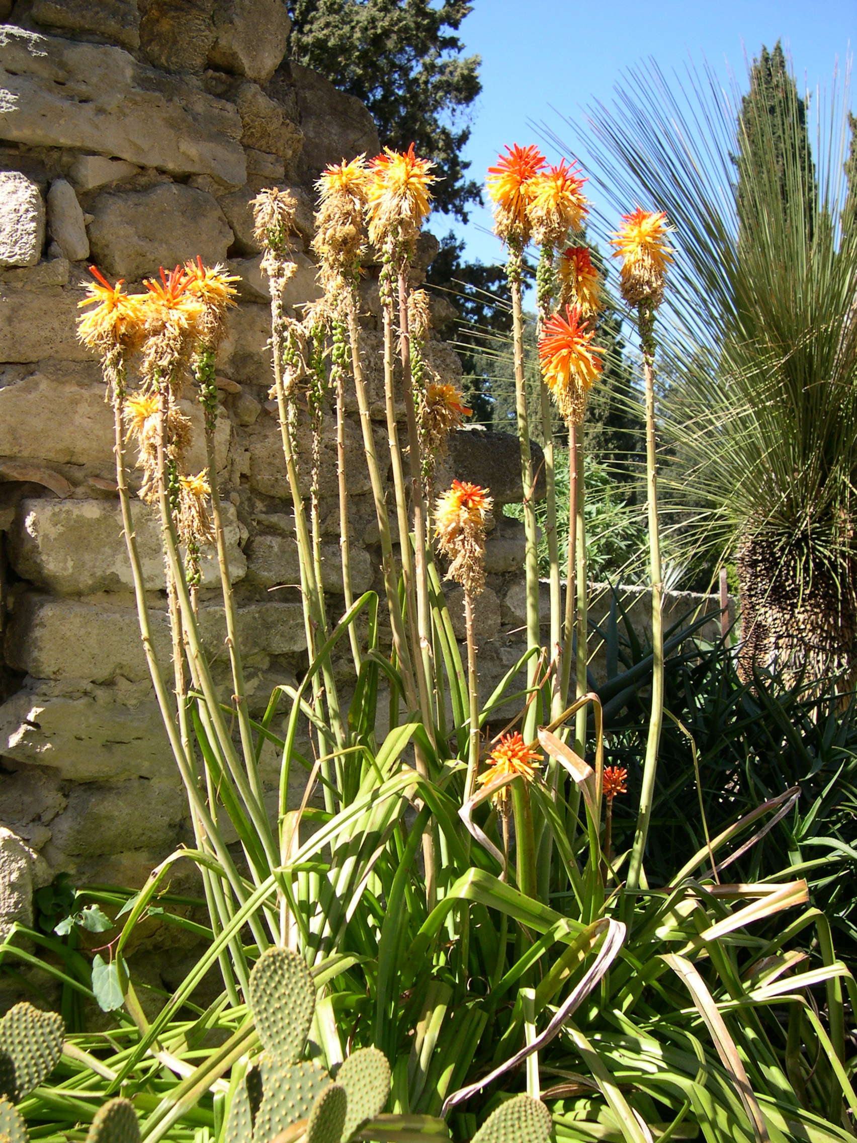 kniphofia_rooperi3md