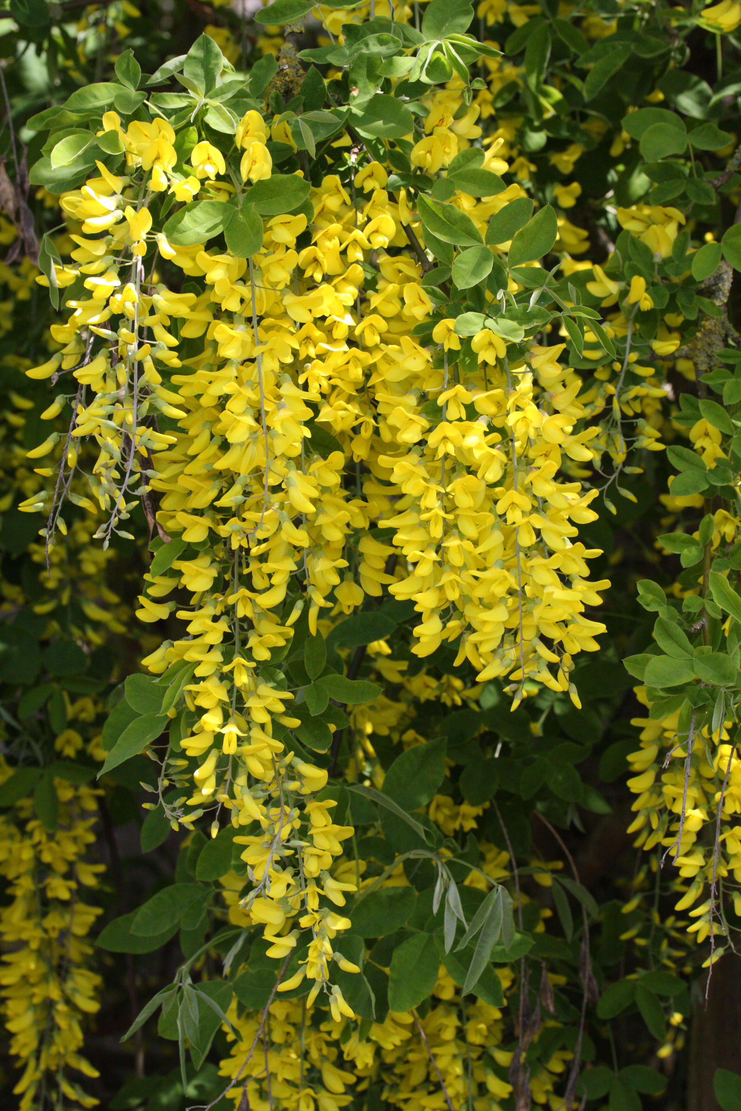 laburnum_anagyroides3md