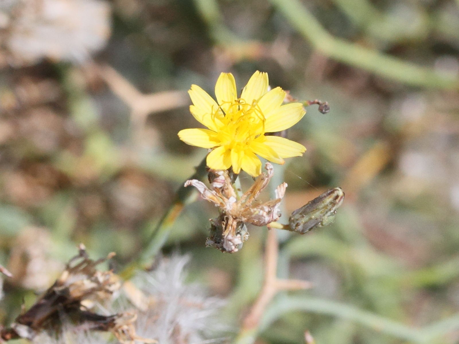 Afficher le média launaea_arborescens2md launaea_arborescens2md