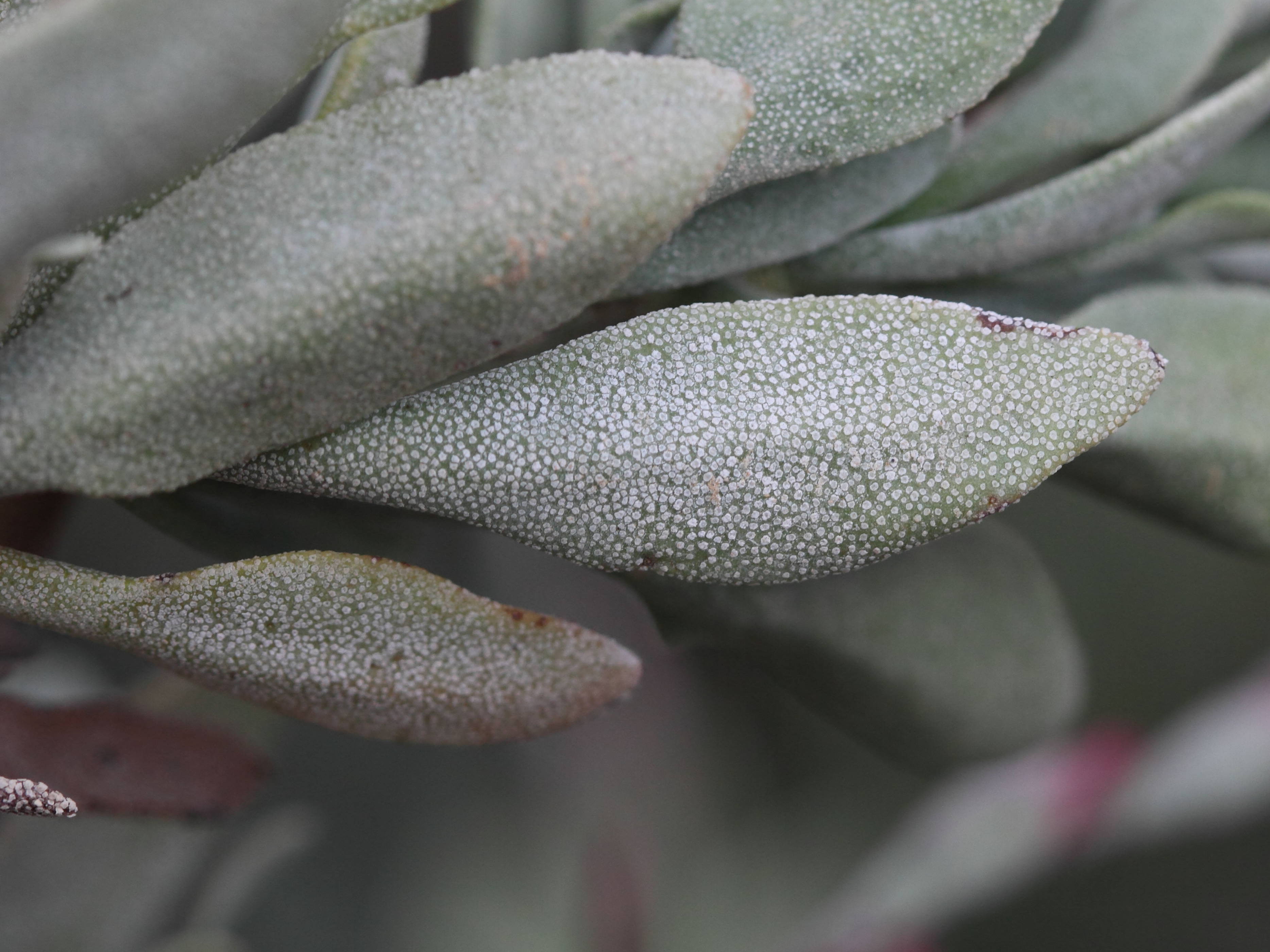 Afficher le média limoniastrum_monopetalum7bd limoniastrum_monopetalum7bd