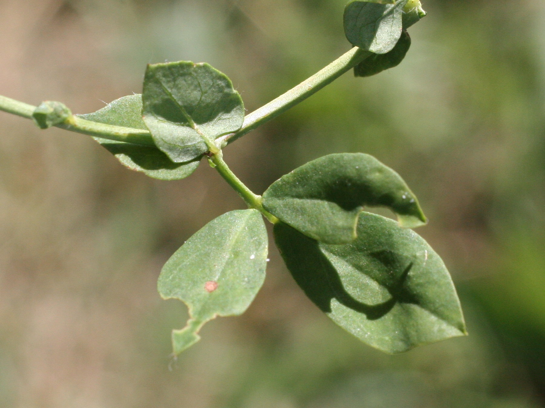 Afficher le média Lotus_pedunculatus Lotus_pedunculatus