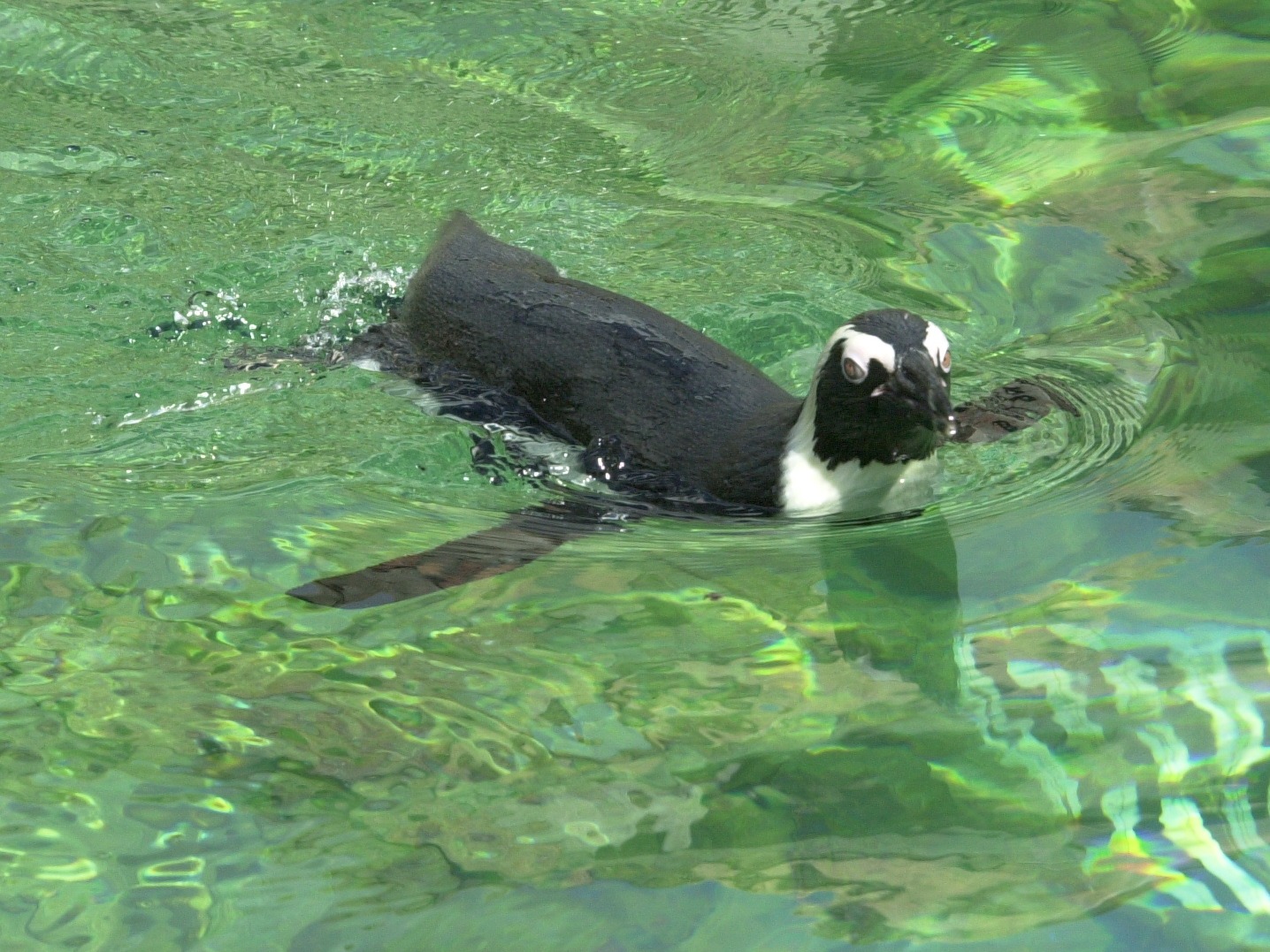 manchot_du_cap_-_spheniscus_demersus4md