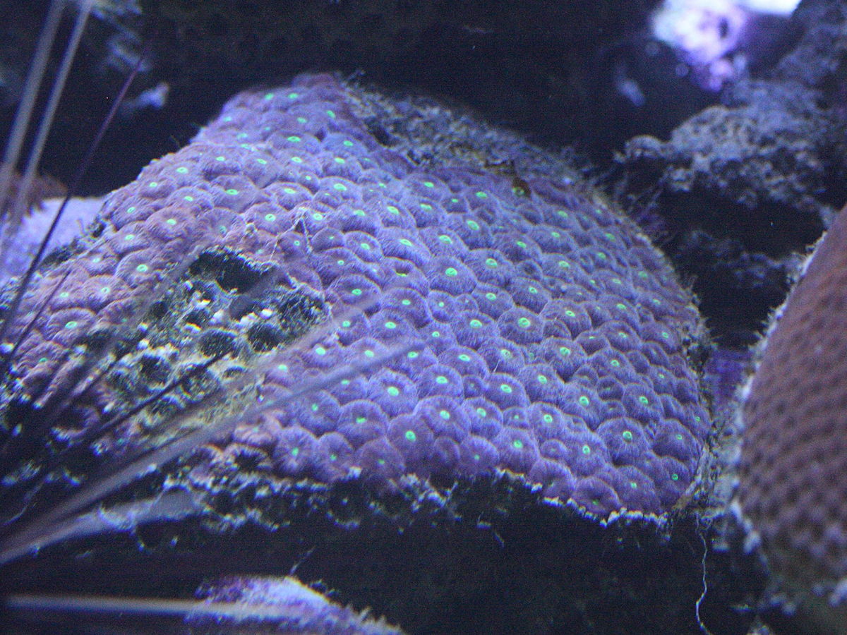 Montastraea_cavernosa