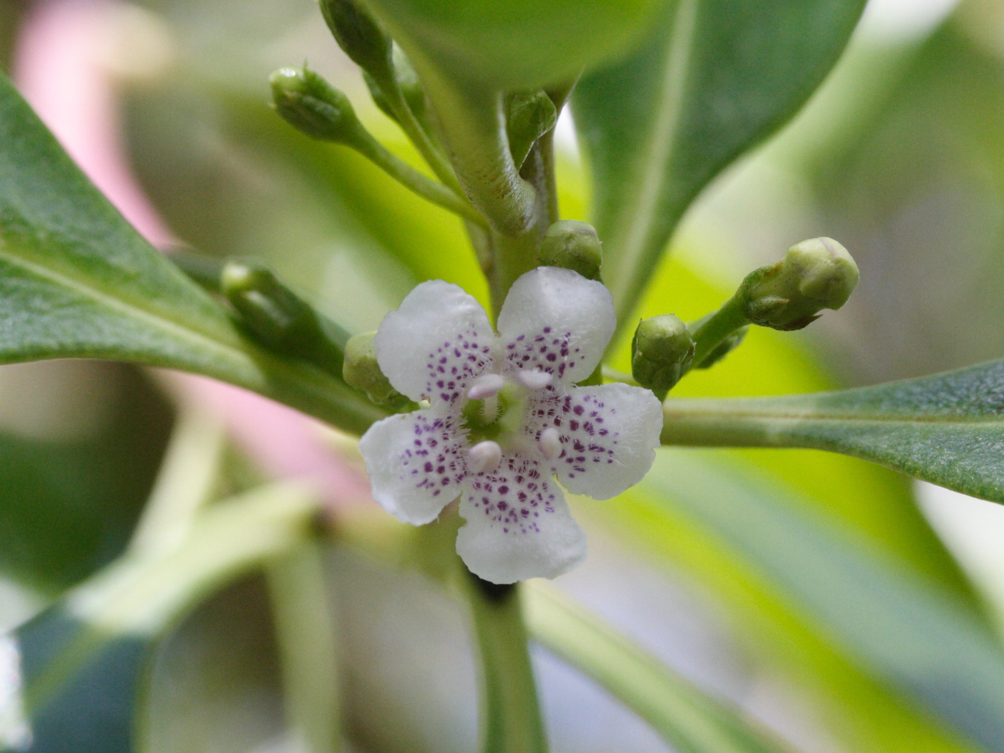 Afficher le média myoporum_laetum2md myoporum_laetum2md